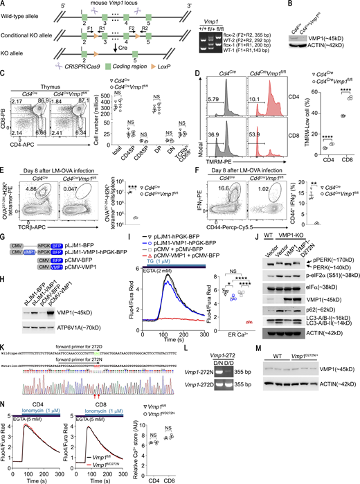 Additional supporting data related toFigs. 3and4. (A) Gene targeting strategy and genotyping of tail DNA from mice with indicated genotypes. (B) Immunoblot analysis of VMP1 expression in T cells from mice with indicated genotypes. (C) Thymi from mice with indicated genotypes were analyzed by flow cytometry. (D) TMRM level in T cells from mice with indicated genotypes was examined by flow cytometry. (E and F) Mice with indicated genotypes were infected with L. monocytogenes expressing OVA (LM-OVA). CD8 T cell response was analyzed on day 8 after infection. (E) Representative plots and statistics of OVA257-264-H2Kb tetramer-positive cells in spleen are shown. Plots were gated on single live cells. (F) Representative plots and statistics of IFNγ-positive cells after ex vivo stimulation with OVA257-264 peptide (SIINFEKL) are shown. Plots were gated on CD8α+ cells. (G) pLJM1- or pCMV-based expression system. (H) HEK293T cells were transfected with indicated plasmids, and the expression of VMP1 was examined by immunoblot. (I) ER Ca2+ in HEK293T cells transfected with indicated plasmids was measured by flow cytometry. (J) The expression of indicated proteins in HEK293T cells or VMP1-KO HEK293T cells stably expressing empty vector, VMP1, or VMP1-D272N was analyzed by immunoblot. (K) gDNA sequence of Vmp1 loci from WT and Vmp1D272N/+ mice. Nucleotides encoding 272D (GAC) and 272N (AAT) are labeled with green and red colors, respectively. Arrows indicate double peaks of G/A and C/T reads from sequencing result. (L) PCR genotyping of WT and Vmp1D272N/+ mice. (M) Immunoblot analysis of VMP1 expression in T cells from mice with indicated genotypes. (N) ER Ca2+ stored in T cells from mice with indicated genotypes was examined by flow cytometry. (B, H, J, and M) Representative blots from one of three independent experiments. (C–F, I, and N) Representative plots and statistics from one of three independent experiments. n = 4 mice per genotype in C and D, n = 3 mice per genotype in E, F, I, and N; each symbol represents an individual mouse; data represent mean ± SEM, two-tailed unpaired t test in C–F and N, one-way ANOVA in I; * <0.05, ** <0.01, *** <0.001, **** <0.001. Source data are available for this figure: SourceData FS3.