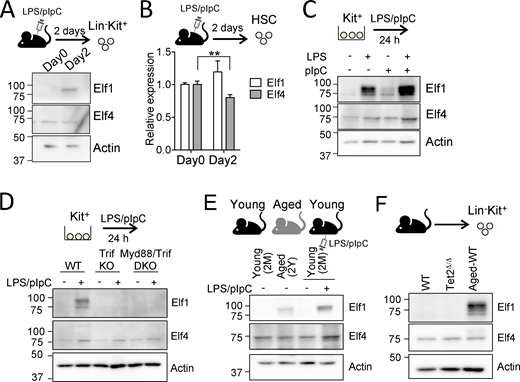 The LPS/pIpC stimulation increased the expression of Elf1 protein in HSPCs. (A) Elf1 and Elf4 protein expression levels in the lineage−c-Kit+ WT cells of mice 2 d after the LPS/pIpC injection. (B)Elf1 and Elf4 mRNA expression levels in HSCs 2 d after the in vivo LPS/pIpC injection examined by q-PCR in HSCs (n = 3). Bars show the mean ± SD; **, P < 0.01. P values were calculated by Student’s t test. (C) Elf1 and Elf4 protein expression levels in the c-Kit+ WT cells 24 h after the treatment of LPS and/or pIpC. (D) LPS/pIpC-induced increases in Elf1 protein levels were inhibited in Trif KO and Myd88;Trif double KO c-Kit+ cells, which were incubated with 0.1 μg /ml LPS and 10 μg/ml pIpC under liquid culture conditions for 24 h. Actin levels were used as loading controls. (E) 2-yr-old mice showed the induction of the Elf1 protein in lineage−c-Kit+ BM cells, similar to that in 2-mo-old mice after the in vivo stimulation with LPS/pIpC. (F) Elf1 protein expression levels in the lineage−c-Kit+ cells of WT mice and Tet2 KO mice and that of aged WT mice. Actin levels were used as loading controls (A and C–F). Data are representative of two or three independent experiments. Source data are available for this figure: SourceData F7. Refer to the image caption for details.
