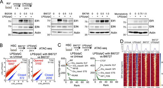 Polo-like kinases were required for the increased expression of Elf1 protein. (A) LPS/pIpC-induced increases in Elf1 protein levels were inhibited by the Plk inhibitors, but not by the Tbk inhibitors in a dose-dependent manner in c-Kit+ cells incubated with indicated inhibitor for 1 h, followed by 0.1 μg/ml LPS and 10 μg/ml pIpC for 24 h. Actin levels were used as loading controls. Data are representative of two or three independent experiments. (B) Scatter plots showing chromatin accessibility in HSCs between the PBS (x axis) and LPS/pIpC treatment (y axis) in the left panel, and that in HSCs between BI6727 (x axis) and BI6727 with the LPS/pIpC treatment (y axis) in the right panel out of 91,192 ATAC peaks. Two biological replicates were analyzed. (C) Rank of TF-motif enrichments of opened chromatin in HSCs between the PBS and LPS/pIpC treatment in the left panel, and that in HSCs between BI6727 and BI6727 with the LPS/pIpC treatment in the right panel. (D) Heatmaps showing the levels of ATAC peaks of 930 Elf1-binding regions (±3.0 kb) in HSCs 24 h after LPS/pIpC alone, BI6727 alone, or BI6727 with the LPS/pIpC treatment as well as in control PBS-treated HSCs. Source data are available for this figure: SourceData F8. Refer to the image caption for details.