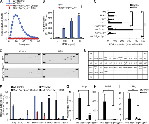 Myeloid Src-family kinases are required for MSU crystal–induced neutrophil activation. (A–I) WT or Hck−/−Fgr−/−Lyn−/− neutrophils (A–I), along with various single and double knockout neutrophils (C) were stimulated with 1 mg/ml (A and C–I) or the indicated concentrations (B) of MSU crystals. (A–C) Luminometric measurement of reactive oxygen production. (D–I) Cells were incubated for 18 h followed by determination of cytokine, chemokine, and lipid mediator levels from cell-free supernatants using a commercial cytokine array (D) or ELISA assays (G–I). (E) Map of the different analytes on the cytokine array. (F) Quantification of cytokine array results by densitometry. Panels A (mean and SD) and D show results from a representative experiment. Bar graph shows mean and SEM from 4 (B), 3–8 (C), 2 (F), and 5–8 (G–I) independent experiments. Panels C and F show data normalized to WT MSU and WT control samples, respectively. Panel F shows analytes with at least fivefold MSU-induced increase in WT samples. RLU, relative luminescence unit; AUC, area under the curve. Two-way ANOVA genotype × stimulus interaction analysis; *, P < 0.05; **, P < 0.01; ***, P < 0.001. See the text for actual P values. Source data are available for this figure: SourceData F1.