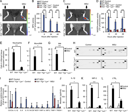 Analysis of the inflammatory microenvironment.(A–L) WT or Hck−/−Fgr−/−Lyn−/− mice were subjected to gouty arthritis as described in Fig. 2. (A–D) In vivo MPO (A and B) and NADPH-oxidase (C and D) activity was determined by chemiluminescence imaging after i.p. injection of luminol or lucigenin, respectively. Color-coded photon flux intensity is superposed on the grayscale photo of the mice after 24 h of MSU injection (A and C) and quantified in defined regions of interest at the indicated time points (B and D). (E–G) The hind paws were flushed after 24 h of MSU injection and the number of neutrophils (E) or monocytes/macrophages (F and G) was determined by flow cytometry. (H–L) The cell-free supernatants of the tissue infiltrates were probed using a commercial cytokine array (H and I) or analyzed by ELISA for the indicated pro-inflammatory mediators (J–L). Panels A, C, and H show representative images. Bar graphs show mean and SEM from 6–12 (B and D), 8–20 (E), 3 (F and G), 2 (I), and 13–27 (J–L) mice per genotype from 2 (B and D), 8 (E), 1 (F and G), 2 (I), and 4–7 (J–L) independent experiments. Two-way ANOVA genotype × stimulus interaction analysis; *, P < 0.05; **, P < 0.01; ***, P < 0.001. See the text for actual P values. Source data are available for this figure: SourceData F3.