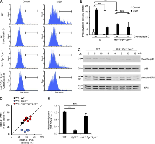 Impaired phagocytic activity and intracellular signaling but normal migratory ability of Hck−/−Fgr−/−Lyn−/−neutrophils. (A–C) WT or Hck−/−Fgr−/−Lyn−/− neutrophils were stimulated with 1 mg/ml MSU crystals followed by assessment of phagocytosis of the MSU crystals (A and B), intracellular phosphorylation (C). Where indicated, the cells were pretreated with 10 μM cytochalasin D. (D and E) Mixed bone marrow chimeras carrying CD45.1-expressing WT and CD45.2-expressing WT, Itgb2−/−, or Hck−/−Fgr−/−Lyn−/− hematopoietic cells were subjected to MSU crystal–induced arthritis as described above. 24 h later, the hind paws were flushed, the ratio of CD45.1- and CD45.2-expressing neutrophils in the paw infiltrate was determined by flow cytometry and compared to the ratio in the peripheral blood. Panel D shows the results for each individual mouse, whereas panel E shows the accumulation of the CD45.2-expressing WT, Itgb2−/−, and Hck−/−Fgr−/−Lyn−/− neutrophils relative to the CD45.1-expressing WT cells. Panels A and C show representative images from two to three independent experiments. Panel B shows mean and SEM from two to six independent experiments. Panel E shows data mean and SEM of five to six chimeras per group from three independent experiments. Two-way ANOVA inhibitor × stimulus or genotype × stimulus interaction analysis (B) and one-way ANOVA (E); n.s., not significant; **, P < 0.01; ***, P < 0.001. See the text for actual P values. Source data are available for this figure: SourceData F4.