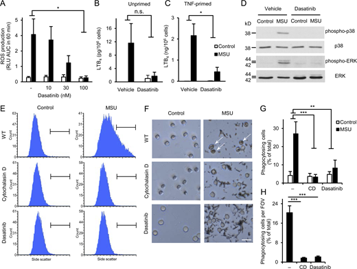 Dasatinib inhibits MSU crystal–induced proinflammatory functions of human neutrophils. Human neutrophils were pretreated with 100 nM or the indicated concentrations of dasatinib or 10 μM cytochalasin D, followed by stimulation with 1 mg/ml MSU crystals. (A) Luminometric measurement of reactive oxygen production. (B and C) LTB4 release determined from cell-free supernatants after 18 h incubation with the crystals of unprimed (B) or TNF-primed (10 ng/ml TNF; C) neutrophils. (D) Analysis of intracellular p38/ERK phosphorylation. (E–H) Phagocytosis of the MSU crystals assessed by flow cytometry (E and G) or phase contrast microscopy (F and H; scale bar: 20 µm). Panels D, E, and F show representative images. Bar graph shows mean and SEM from four to six (A), two to three (B and C), and three (G and H) independent experiments. RLU, relative luminescence unit; AUC, area under the curve. Two-way ANOVA inhibitor × stimulus interaction analysis (A–C and G) and one-way ANOVA (H); n.s., not significant; *, P < 0.05; **, P < 0.01; ***, P < 0.001. See the text for actual P values. Source data are available for this figure: SourceData F5. Refer to the image caption for details.