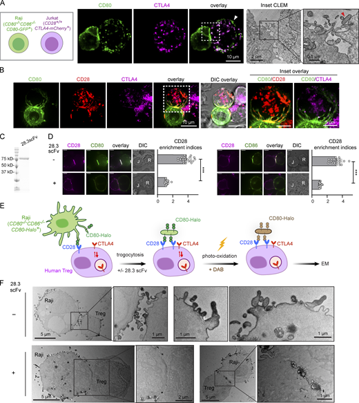 CD28 mediates acquisition of APC-derived membrane fragments upon B7 binding. (A) Left: Confocal microscopy of a conjugate between a CD80-GFP+ Raji B cell and a CD80-GFP+ Jurkat T cell. Image shows CD80-GFP accumulation in CTLA4-associated vesicles and CTLA4-independent acquisition of membrane fragments enriched in CD80-GFP (white arrowhead). Right: Correlated light electron micrograph (CLEM) of confocal inset in A. Red arrowhead indicates discrete membrane fragments acquired by Jurkat from Raji APC. (B) Confocal micrographs of CD28−/− Jurkat cells co-expressing CD28-mCherry and CTLA4-HaloTag (JFX-646) in conjugation with CD80−/−CD86−/− Raji cells expressing CD80-GFP. Insets show CD28 and CTLA4 colocalization with Raji-derived membrane projections. (C) Coomassie brilliant blue stained SDS-PAGE of purified MBP-28.3scFv. (D) Representative confocal micrographs of a Raji (CD80−/−CD86−/−CD80-GFP+):Jurkat (CD28−/−CD28-mCherry+) conjugate (left) and a Raji (CD80−/−CD86−/−CD86-GFP+):Jurkat (CD28−/−CD28-mCherry+) conjugate (right), with or without the presence of 28.3scFv. Scatter plots on the immediate right show the synaptic enrichment indices of CD28. In differential interference contrast (DIC) images, R denotes Raji, J denotes Jurkat. Scale bar: 5 µm. n = 20 conjugates. (E) Cartoon depicting EM labeling strategy of human regulatory T cells following conjugation with Raji B cells expressing CD80-HaloTag (JFX-549). Laser excitation at 561 nm induces oxidative polymerization of electron-dense DAB proximal to CD80. (F) Representative electron micrographs of human Treg cells upon contact with Raji APC expressing CD80-Halo in the presence or absence of 28.3scFv, with CD80-Halo stained by DAB. The rightmost two images under the −28.3scFv condition show zoomed in view of another Treg cell after Raji contact, highlighting possible fusion of CD80-Halo–associated membrane fragments. Error bars in D are SD from 20 Raji:Jurkat conjugates under each indicated condition. ***, P < 0.001; Student’s t test. Source data are available for this figure: SourceData F1. Refer to the image caption for details.