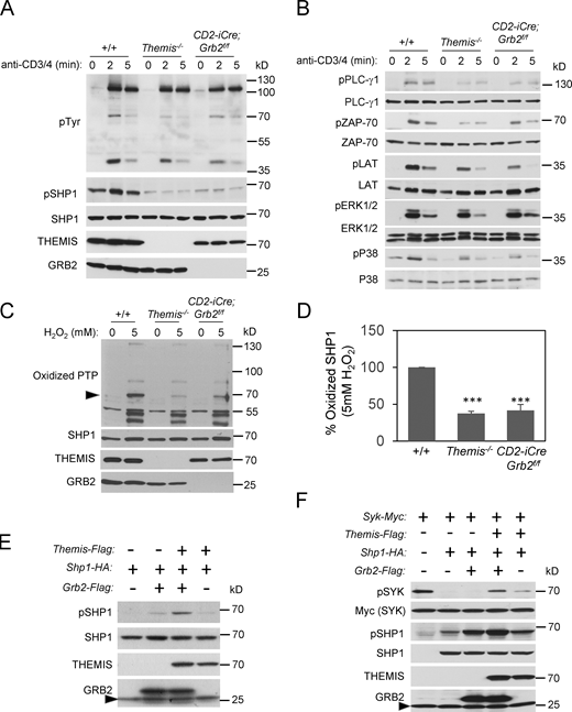 TCR signaling responses are impaired and SHP1 tyrosine phosphatase activity is increased in Grb2-deficient thymocytes. (A and B) CD3+CD4 antibody activation of DP enriched +/+, Themis−/−, and CD2-iCre;Grb2f/f thymocytes. Thymocytes were rested for 6 h at 37°C, pre-incubated with biotinylated anti-CD3 and anti-CD4 antibodies, then streptavidin was added for the indicated times at 37°C. Cells were lysed at 4°C and proteins were separated by SDS-PAGE, transferred to nitrocellulose membranes then blotted with the indicated antibodies. Results shown are representative of three experiments. (C) Oxidized SHP1 in Themis−/− and CD2-iCre;Grb2f/f thymocytes following treatment with H2O2. SHP1 (arrowhead) was identified by its mobility on SDS-PAGE. (D) Summary of experiments as shown in C. +/+ was arbitrarily set to 100% for comparison. Error bars show SD. ***P < 0.005. T test, two tailed, Type 2. Data shown are from four experiments. (E and F) GRB2 and THEMIS cooperate to inhibit SHP1 tyrosine phosphatase activity. HEK-293 cells were transfected with the indicated plasmids and Western blots of cell lysates were performed with the indicated antibodies. Arrowhead designates endogenous GRB2. Source data are available for this figure: SourceData F2. Refer to the image caption for details.