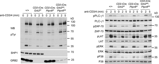 Deletion of Ptpn6 (Shp1) alleviates the signaling defect in GRB2-deficient thymocytes. CD3+CD4 antibody activation of +/+, CD2-iCre;Grb2f/f,CD2-iCre;Ptpn6f/f, and CD2-iCre;Grb2f/f;Ptpn6f/f thymocytes. Thymocytes were rested for 6 h at 37°C, pre-incubated with biotinylated anti-CD3 and anti-CD4 antibodies, then streptavidin was added for the indicated times at 37°C. Cells were lysed at 4°C and proteins were separated by SDS-PAGE, transferred to nitrocellulose membranes, then blotted with the indicated antibodies. Results shown are representative of three independent experiments. Source data are available for this figure: SourceData F5. Refer to the image caption for details.