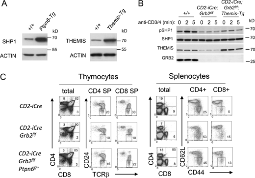 GRB2 and THEMIS cooperate to inactivate SHP1. (A) Protein expression in Ptpn6-tg (left) and Themis-tg (right) thymocytes. (B) Overexpression of THEMIS in CD2-iCre; Grb2f/f; Themis-tg mice results in an increase in phosphorylated SHP1. (C)Ptpn6 (Shp1) haploinsufficiency (±) partially rescues the developmental defect in Grb2-deficient thymocytes. Shown are phenotypes of thymocytes (left panels) and splenocytes (right panels) from the indicated mice. Numbers are percentage of cells within each gate. Data shown in B and C are representative of four mice for each genotype. For all experiments, efficient Cre-mediated deletion was confirmed by Western blot. Source data are available for this figure: SourceData FS2. Refer to the image caption for details.