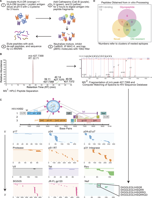 Cell-free antigen processing system identifies immunodominant epitopes in HIV-1 proteome. (A) Cell-free processing workflow. HIV-1 protein antigens were incubated with HLA-DR and +/− DM in reducing conditions and low pH for 3 h before the addition of cathepsins B, H, and S (CatBHS) for 2 h. The solution was neutralized, cathepsins inhibited, and DR1 was immunoprecipitated. Peptides were eluted and sequences identified by LC-MS/MS. (B) Extracted base peak chromatograph representing a peptide from LC-MS (MS1) of Nef cell-free-derived epitopes. Further fragmentation of the peptide (MS2) resulted in individual b and y ions corresponding to amino acids for the Nef-EKG93-108 epitope (Table S4). (C) The HIV-1 genome with its three reading frames is shown, along with the near-full proteome that was subjected to cell-free processing. Locations of epitopes from in vitro processing in all conditions (+/− DM) are shown as lines within the overall protein sequence and listed in 5′ to 3′ order. Shown for Nef within the black box is a cluster of epitopes corresponding to Nef-EKG93-108, a hot spot obtained from cell-free processing. (D) Venn diagram showing number of epitope clusters identified through cell-free processing of the HIV-1 proteome. Novel epitopes exclude those previously reported to induce memory responses in HIV+ individuals or vaccine recipients (LANL, 2018) and have <60% overlap with a literature epitope (Table S4). “13” indicates the number of epitope clusters that bind to DR1 only in the absence of DM and are not novel epitopes or glycopeptides. Data in C and D represent two independent experiments performed per antigen tested in single determinations due to antigen availability and the quantity required per assay.