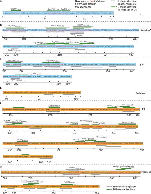 Cell-free processing of Gag and Pol proteins reveal epitope hot spots. Epitopes from the HIV-1 Gag and Pol proteins identified by LC-MS/MS from cell-free processing are shown in the form of epitope maps, with epitopes highlighted across the Gag and Pol proteins. (A–C) Maps for Gag proteins include (A) p17 (where M- indicates myristoylation of the first Gly residue), (B) p24-p2-p7, and (C) p24. (D–F) Epitope maps for Pol proteins include (D) protease, (E) RT, and (F) INT. Green bars indicate epitopes obtained both in the presence and absence of DM (DM-resistant); gray bars indicate epitopes obtained only in the absence of DM (DM-sensitive). Hatched lines indicate additional residues (i.e., “ragged edges”) at the ends of epitopes that were observed (see below, Fig. 4, A and B). For each epitope cluster, the core epitope was defined using the peptide with the greatest number of PSMs (see below, Fig. 4, A and B). Novel epitopes (<60% overlap with existing 2018 LANL Database epitopes, see Table S4) are indicated with gold circles. Epitope maps in A–F represent two independent experiments performed per antigen tested in single determinations. Refer to the image caption for details.
