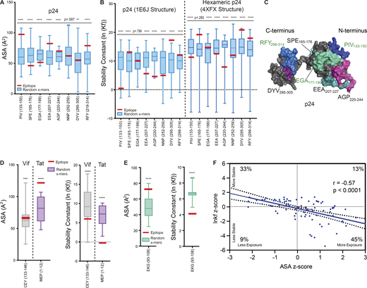 Exposed or structurally unstable regions of HIV-1 proteins predict epitope dominance. (A) Epitopes from p24 (Fig. 4 B) were analyzed for solvent accessibility (ASA) by PDB PISA algorithms from the PDB structure 1E6J. Higher values of ASA indicate higher epitope exposure. Data are displayed as box-and-whisker plots showing the epitope of interest (EOI) in red compared to a distribution of average ASA values of random x-mers spanning the entirety of the protein (derived via sliding scale analysis, see Materials and methods). These distributions exclude the EOI in red so that its stability relationship with the rest of the protein can be visualized. (B) Epitopes from p24 were analyzed for stability, expressed as average stability constants (lnKf) by the COREX/BEST algorithm, from PDB structures 1E6J and 4XFX. Data are displayed in box-and-whiskers plots as in A. Lower values of lnKf indicate lower epitope stability. (C) p24 epitopes obtained from cell-free processing in the absence (black text labels) or presence (green text labels) of DM are highlighted (PDB: 1E6J). Epitope NNP252-259 located on the posterior surface of 1E6J is not shown. (D and E) Comparison of accessibility (PDB PISA, left) and stability (COREX, right) of dominant epitopes obtained from cell-free processing of Vif (D, gray), Tat (D, purple), and Nef (E) relative to a distribution of randomly generated x-mer epitopes spanning these proteins (see Methods), excluding the EOI. EOI is shown in red. Structures used for analysis in D and E are shown in Table S1. (F) Two-tailed Pearson correlation was used to analyze the relationship between z-scores of ASA (PDB PISA) versus lnKf (stability, COREX) for all peptides obtained from cell-free processing. Best fit line is shown encased in a 95% confidence interval. Quadrants dividing the data into more/less stable and more/less accessible regions of the graph were used to obtain frequencies of epitopes within each group. Data in A, B, D, and E that were normally distributed were subject to a one-sample, two-tailed t test, and non-normally distributed data were subject to a two-tailed Wilcoxon Signed Rank Test, comparing the mean (t test) or median (Wilcoxon Signed Rank) of the distribution to the mean stability of the epitope. **P < 0.01; ***P < 0.001; ****P < or = 0.0001. Refer to the image caption for details.