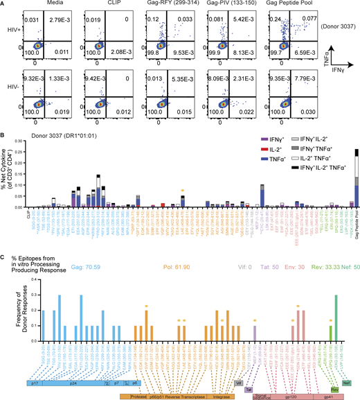 Epitopes from cell-free processing induce cytokine responses in DR1*01:01 HIV+individuals. (A) Representative flow cytometry plots of IFNγ+TNF+ release from CD3+CD4 T cells after 16 h of PBMC incubation with Gag-RFY299-314 and Gag-PIV133-150 in a DR1*01:01+ HIV+ individual (Donor 3037) compared to a DR1*01:01+ HIV− donor. Media, CLIP (irrelevant peptide), and Gag peptide pool controls are shown for comparison. (B) Representative single-, double-, and triple-positive (see legend) responses from the CD4+ T cells of Donor 3037 from ex vivo PBMC stimulation with 65 peptides across the HIV-1 proteome. Single-positive responses indicate cells that produced either IL-2, IFNγ, or TNFα, double-positive responses indicate cells that produced two of the three cytokines assessed, and triple-positive responses indicate cells producing all three cytokines. Asterisks denote peptides from the literature, while the remaining 56 peptides were identified from in vitro processing and selected for testing in this screen (Table S4). ^ indicates epitopes from the literature known to be restricted by HLA DR1*01:01. Gold circles indicate novel epitopes identified from cell-free processing that induced a response. Activation after stimulation was measured in single determinations. (C) Frequency of HIV+ donor responses to 56 of the epitopes obtained from cell-free processing as measured by IL-2, IFNγ, or TNFα positivity compared with CLIP within each donor. Responses were considered positive if they were polyfunctional and at least two of the cytokines measured represented a >2.95-fold increase in the magnitude of response relative to CLIP. The percent of epitopes from in vitro processing that produced a response is listed in the corresponding color. Responses to novel epitopes are indicated with a gold circle. Data in C were obtained from n = 10 HIV+ donors. Activation after stimulation was measured in single determinations due to the large number of cell-free-derived epitopes tested and the cell input required for testing polyfunctional cytokine responses by flow cytometry. Refer to the image caption for details.