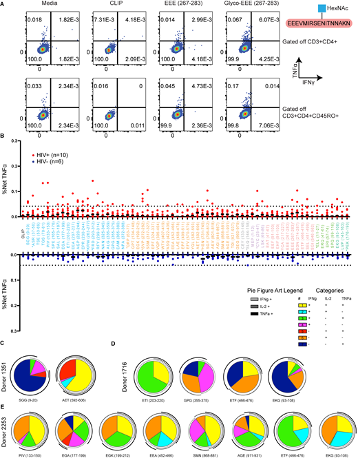 DR1-restricted memory CD4+T cell response to a glycopeptide epitope, lack of responses to epitopes from DR1*01:01 HIV−donors, and polyfunctionality of responses. (A) IFNγ+TNFα+ cytokine responses gated off of CD3+CD4+ (top) or CD3+CD4+CD45RO+ (bottom) cells are shown for Donor 3641 in response to media only, CLIP (irrelevant peptide), unglycosylated Env-EEE267-283, and glycosylated Env-EEE267-283. (B) Total TNFα induced across n = 6 HIV− donors and n = 10 HIV+ donors from PBMC peptide-pulsing experiments, with specific activation percentages (net TNFα) corrected by subtracting the background TNFα from media stimulation to allow for comparison between both groups. A dotted line is drawn at the highest-magnitude net TNFα responses from HIV− donors (0.042%). (C–E) CD4+ T cell cytokine secretion from DR1*01:01 PLWH was analyzed from Donors (C) 1351, (D) 1716, and (E) 2253 in response to peptides derived from cell-free processing (Table S4). Activation after stimulation in A–E was measured in single determinations due to the large number of cell-free-derived epitopes tested and the cell input required for testing polyfunctional cytokine responses by flow cytometry.