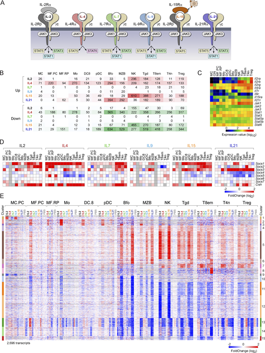 Overview of early responses to γc cytokines. (A) A summary of the receptor and primary signal transducers for the γc cytokines used here (from Leonard et al., 2019). (B) Tally of the number of genes up- or downregulated (at arbitrary FC threshold of 2), 2 h after administration of indicated cytokines. See Table S2 for acronyms. (C) Expression of key receptors and signal transducers in the profiled cell-types (DEseq2 normalized values). (D) Induction of cytokine signal downregulators of the SOCS family (as FC relative to the mean of PBS controls in the matched experiments); gray cells: insufficient data. (E) Complete overview of 2,696 genes that significantly change in response to one or more γc cytokines, across all cell types. Activated and repressed clusters at right.