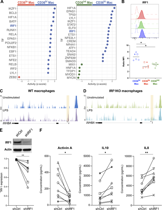IRF1 activity is required for Activin A production in monocyte-derived macrophages. (A) Inference of transcription factor (TF) activity. Activity (z-score) in CD36hi macrophages compared to CD36lo macrophages and of CD36hi macrophages compared to CD36int macrophages. TF of special interest is highlighted. (B) Expression of IRF1 in tonsil macrophages assessed by intracellular flow cytometry. Open histograms represent isotype control staining. Colored histograms represent each macrophage population (red for CD36lo, green for CD36int, blue for CD36hi). Expression was quantified using Ratio MFI. Each symbol represents an individual donor (n = 6 in three independent experiments). One-way ANOVA; *, P < 0.05. (C and D) Genome tracks showing chromatin accessibility at the locus of INHBA in THP1-derived WT macrophages (C) or IRF1 KO macrophages (D) stimulated or not with LPS for 1 h. Shaded areas indicate changes in ATAC-seq peaks. (E and F) Blood monocytes were cultured with M-CSF for 5 d to generate monocyte-derived macrophages. IRF1 expression was silenced using a lentivirus containing shRNA (shIRF1) or a control sequence (shCtrl). (E) Protein quantification by Western blot after 5 d. Actin was used as loading control. Representative results are shown (n = 8 in three independent experiments). Quantification was performed by densitometry. Each symbol represents an individual donor. Wilcoxon matched-paired test, **, P < 0.01. (F) Control or IRF1-silenced macrophages were exposed to recombinant TNF-α. After overnight co-culture, Activin A, IL10, and IL8 secretion was measured in the supernatant. Each symbol represents an individual donor (n = 8 in three independent experiments). Paired t test; *, P < 0.05; **, P < 0.01. Source data are available for this figure: SourceData F7.