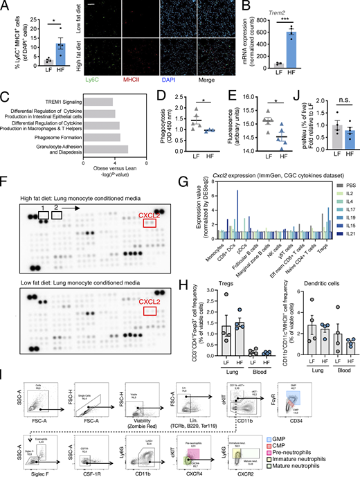 Obesity is associated with altered monocyte effector functions. (A) Immunofluorescence quantification and representative images of Ly6C+ MHCII+ cells as a percentage of total DAPI+ cells in LF and HF lungs. For both groups, n = 4 mice; mean ± SEM; Student’s t test. Scale bar = 100 μm. (B)Trem2 normalized counts from lung monocyte RNA-seq. LF, n = 3 mice; HF, n = 4 mice; mean ± SEM; Student’s t test. (C) RNA-seq IPA of blood monocytes from obese (BMI > 35; n = 10 donors) versus lean (BMI < 25; n = 10 donors) human donors. (D) Phagocytosis of enzyme-labeled E. coli particles by LF and HF lung monocytes. LF, n = 5 mice; HF, n = 3 mice; mean ± SEM; Student’s t test. (E) ROS production by LF and HF lung monocytes. LF, n = 5 mice; HF, n = 5 mice; mean ± SEM; Student’s t test. (F) Cytokine array corresponding to Fig. 3 J and Table S2. (G)Cxcl2 gene expression across splenic immune populations in response cytokines, obtained from the Skyline CGC cytokine database, ImmGen (http://rstats.immgen.org/Skyline_CGC/skyline.html). (H) Flow cytometric analysis of Tregs (left) and DCs (right) in HF and LF lung and blood samples from mice with established metastases. For all groups, n = 4 mice; mean ± SEM. (I) Gating strategy for flow cytometric assessment of neutrophil maturation. (J) Flow cytometric analysis of pre-neutrophils (preNeu) of total live cells in HF versus LF lungs. LF, n = 4 mice; HF, n = 4 mice; mean ± SEM; Student’s t test. *, P < 0.05; ***, P < 0.001.