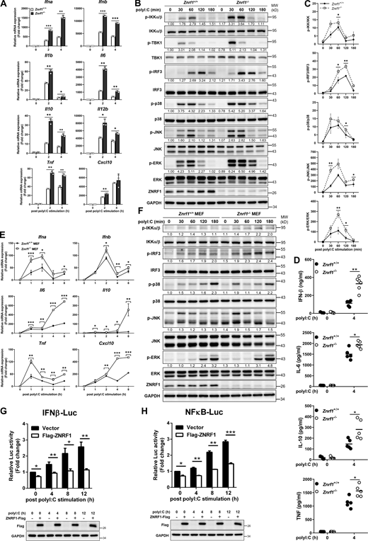ZNRF1 negatively regulates TLR3-mediated immune responses. (A and B) BMDMs from Znrf1+/+ or Znrf1−/− mice were treated with poly(I:C) (30 μg/ml) for the times indicated. (A) The expression of the indicated mRNAs was analyzed by RT-qPCR. (B) The phosphorylation of IKKα/β, IRF3, and MAPKs as well as the indicated proteins in cell lysates was analyzed by immunoblotting. The intensities of the bands are expressed as fold increases compared to those of untreated control cells after normalization to their unphosphorylated forms. (C) Quantification of immunoblotting analysis data of five independent experiments from B are shown. (D) The production of cytokines in the supernatants of Znrf1+/+ and Znrf1−/− BMDMs at 4 h after poly(I:C) stimulation was determined by ELISA. (E and F) Primary Znrf1+/+ or Znrf1−/− MEFs were stimulated with poly(I:C) (100 μg/ml) for the times indicated. (E) The expression of the indicated mRNAs was analyzed by RT-qPCR. (F) The levels of phosphorylation of IKKα/β, IRF3, MAPKs, and their unphosphorylated forms were analyzed by immunoblotting. (G and H) MEFs were cotransfected with IFN-β-Luc (G) or NF-κB-Luc (H) reporter and wild-type ZNRF1 for 24 h. Cells were stimulated with poly(I:C) (100 μg/ml) for the times indicated, followed by a dual-luciferase reporter assay. The expression of the proteins indicated in the cell lysates was confirmed by immunoblotting, as shown in the lower panel. *P < 0.05, **P < 0.01, and ***P < 0.001; NS, not significant (Student’s t test). Data are representative of three independent experiments (error bars, mean ± SD). Source data are available for this figure: SourceData F1. Refer to the image caption for details.
