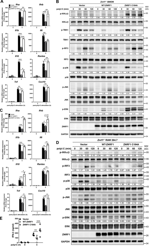 ZNRF1-mediated TLR3-driven immune responses require its E3 ubiquitin ligase activity. (A–E)Znrf1−/− iBMDMs (A and B) or RAW264.7 cells (C–E) were reconstituted with Tet-inducible vector, wild-type ZNRF1, and ZNRF1(C184A) mutant, and stimulated with poly(I:C) (30 μg/ml) for the times indicated. (A and C) The mRNA levels of the indicated type I IFN–related genes and proinflammatory cytokines were detected by RT-qPCR. (B and D) The phosphorylation of IKKα/β, IRF3, MAPKs, and the indicated proteins in cell lysates was analyzed by immunoblotting. The intensities of the bands are expressed as fold increases compared to those of untreated control cells, after normalization to their unphosphorylated forms. (E) The level of IFN-β in culture supernatants was measured by ELISA. *P < 0.05, **P < 0.01, and ***P < 0.001 (Student’s t test). Data are representative of three independent experiments (error bars, mean ± SD). Source data are available for this figure: SourceData F4. Refer to the image caption for details.