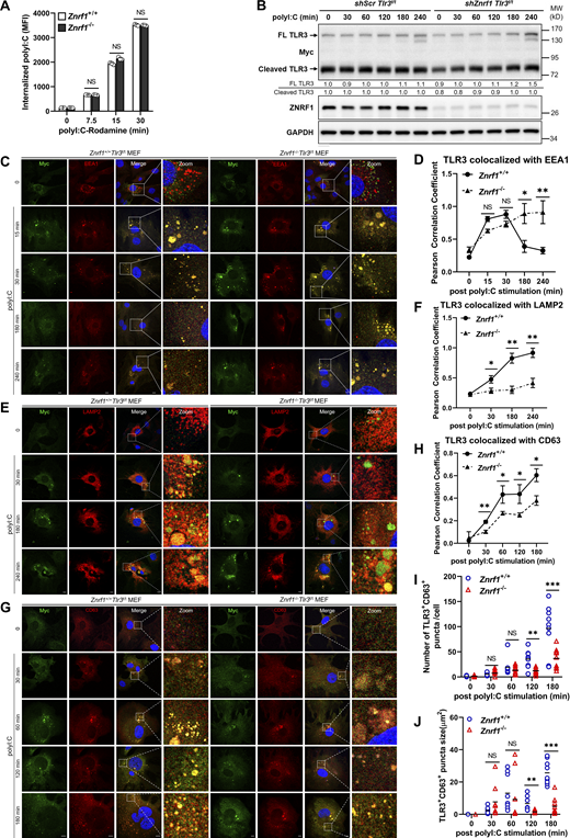 ZNRF1 promotes TLR3 trafficking from endosomes to lysosomes. (A)Znrf1+/+ and Znrf1−/− BMDMs were treated with poly(I:C)-conjugated Rhodamine for the times indicated, followed by flow cytometric analysis. (B)Tlr3t/t BMDMs expressing control shRNA (shScr) or shZnrf1 were stimulated with poly(I:C) (30 μg/ml) for the times indicated. Cell lysates were prepared and subjected to immunoblotting with the antibodies indicated. The intensities of the full-length (FL) and cleaved TLR3 bands are expressed as fold increases compared with those of untreated control cells after normalization to their internal control GAPDH. (C–J)Znrf1+/+Tlr3t/t and Znrf1−/−Tlr3t/t MEFs were untreated or treated with poly(I:C) (100 μg/ml) for the times indicated. Cells were costained with antibodies against Myc (TLR3) and EEA1 (C and D), LAMP2 (E and F), or CD63 (G–J). Quantitative analysis of colocalization of TLR3 with EEA1, LAMP2, or CD63 (D, F, and H–J). The numbers of TLR3+CD63+ puncta with an area >0.2 μm2 (I) and puncta size (J) in G. Colocalization coefficients of TLR3 and EEA1, TLR3 and LAMP2, and TLR3 and CD63 were respectively quantified in at least three different images (dozens of cells) using ImageJ software. *P < 0.05, **P < 0.01, and ***P < 0.001. (Student’s t test). Data are representative of three independent experiments (error bars, mean ± SD). Source data are available for this figure: SourceData F5. Refer to the image caption for details.