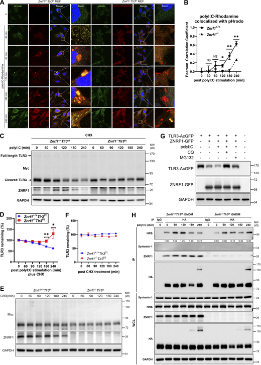 ZNRF1 promotes lysosomal-dependent degradation of TLR3. (A)Znrf1+/+Tlr3t/t and Znrf1−/−Tlr3t/t MEFs treated with poly(I:C) conjugated Rhodamine for the times indicated were incubated with pHrodo green for 15 min followed by confocal microscopy. Scale bar, 10 μm. (B) Colocalization coefficients of poly(I:C)-Rhodamine and the pHrodo signal were quantified in at least three different images (dozens of cells) using ImageJ software. (C and D)Znrf1+/+Tlr3t/t and Znrf1−/−Tlr3t/t BMDMs were pretreated with CHX (10 μg/ml) for 1 h and then stimulated with poly(I:C) (30 μg/ml) for the times indicated. Cell lysates were immunoblotted with the antibodies indicated. Quantification of immunoblotting analysis data of three independent experiments is shown in D. The intensities of cleaved TLR3 bands are compared with those of untreated cells after normalization to GAPDH expression. (E and F)Znrf1+/+Tlr3t/t and Znrf1−/−Tlr3t/t BMDMs were pretreated with CHX (10 μg/ml) for 1 h and then the cell lysates were harvested at the times indicated, followed by immunoblotting. Quantification of immunoblotting analysis data is shown in F. (G) MEFs expressing either vector or TLR3-AcGFP with ZNRF1-GFP were stimulated with poly(I:C) (100 μg/ml) for 6 h, followed by treatment with chloroquine (CQ; 50 μM) or MG132 (10 μM) for 4 h. Cell lysates were harvested and subjected to immunoblotting with the antibodies indicated. (H)Znrf1+/+Tlr3t/t and Znrf1−/−Tlr3t/t BMDMs were untreated or treated with poly(I:C) (30 μg/ml) for the times indicated, and cells lysates were prepared and immunoprecipitated with anti-HA antibody. Whole-cell lysates (WCL) and the immunocomplexes were subjected to immunoblotting using the antibodies indicated. *P < 0.05, **P < 0.01. (Student’s t test). Data are representative of three independent experiments (error bars, mean ± SD). Source data are available for this figure: SourceData F6.