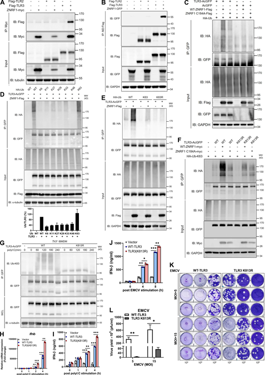 ZNRF1 mediates TLR3 K63-linked polyubiquitination at K813 to inhibit type I IFN production and EMCV propagation. (A and B) HEK293T were cotransfected with Flag-TLR2 or Flag-TLR3 and ZNRF1-Myc. (C) HEK293T were cotransfected with HA-Ub, empty vector or TLR3-AcGFP or wild-type ZNRF1-Flag or ZNRF1 (C184A)-Flag for 36 h. Cell lysates were harvested and immunoprecipitated with the antibodies indicated. Immunocomplexes, as well as WCL, were subjected to immunoblotting (IB) with the antibodies indicated. (D) HEK293T cells were cotransfected with GFP-tagged ZNRF1, AcGFP-tagged TLR3, and HA-tagged various ubiquitin mutants; 36 h after co-transfection, a TLR3 ubiquitination assay was carried out by immunoprecipitating TLR3 and subsequent immunoblotting with anti-HA antibody. Quantification of TLR3 ubiquitination is shown in the lower panel of D. (E) HEK293T cells were cotransfected with the plasmids indicated for 36 h. Cell lysates were immunoprecipitated using anti-GFP antibodies. The immunoprecipitates were analyzed by immunoblotting using the antibodies indicated. (F) HEK293T cells were cotransfected with the plasmids indicated HA-Ub-K63, wild-type ZNRF1-Flag, or ZNRF1 (C184A)-Flag, and the indicated AcGFP-tagged wild-type TLR3 or TLR3 mutants. After 36 h, cell lysates were immunoprecipitated with the antibodies indicated. The immunocomplexes, as well as WCL, were subjected to immunoblotting with the antibodies indicated. (G and H)Tlr3−/− iBMDM were reconstituted with either AcGFP-tagged wild-type TLR3 or TLR3(K813R) mutant. (G) The cell lysates were immunoprecipitated with anti-GFP antibodies. The immunocomplexes, as well as WCL, were subjected to immunoblotting with the antibodies indicated. (H) The expression of Ifnb mRNAs in iBMDMs after stimulation with poly(I:C) for the times indicated was analyzed by RT-qPCR. (I) The level of IFN-β in culture media after stimulation with poly(I:C) for the times indicated was measured by ELISA. (J) The level of IFN-β in culture media after infection with EMCV at MOI of 10 for the times indicated was measured by ELISA. (K) Cells were infected with EMCV at the MOI indicated for 24 h; viral titers in culture media were determined by plaque assay on Vero cells. (L) Quantification of EMCV virus particles in K. *P < 0.05, **P < 0.01, and ***P < 0.001 (Student’s t test). Data are representative of three independent experiments (error bars, mean ± SD). Source data are available for this figure: SourceData F7. Refer to the image caption for details.