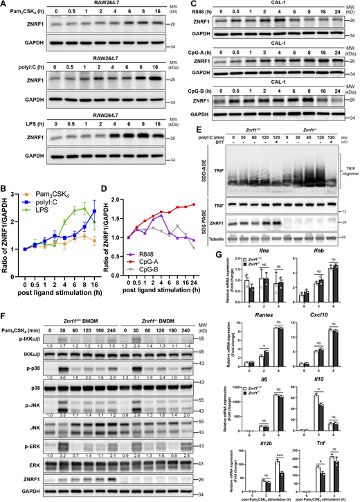 ZNRF1 is not involved in TLR2-mediated immune responses. (A) Immunoblot analysis of ZNRF1 protein in RAW264.7 cells after stimulation with Pam3CSK4 (1 μg/ml), poly(I:C) (30 μg/ml), and LPS (100 ng/ml) for the times indicated. (B) Quantification of ZNRF1 expression in A. The intensities of the ZNRF1 bands are expressed as fold increases compared with untreated control cells, after normalization to the internal control GAPDH. (C) Immunoblot analysis of ZNRF1 protein in CAL-1 cells after stimulation with R848 (2 μM), CpG-A (1 μM), and CpG-B (1 μM) for the times indicated. (D) Quantification of ZNRF1 protein expression in C as described in B. Data are representative of two independent experiments. (E) Cells were stimulated with poly(I:C) (30 μg/ml) for the times indicated. Cell lysates were collected in the presence or absence of dithiothreitol (DTT; 5 mM) and separated on semidenaturing detergent agarose gel electrophoresis (SDD-AGE) and 10% SDS-PAGE followed by immunoblotting with the indicated antibodies. (F and G)Znrf1+/+ and Znrf1−/− BMDMs were stimulated with Pam3CSK4 (1 μg/ml) for the times indicated. The proteins (F) and mRNAs (G) indicated were analyzed by immunoblotting and RT-qPCR, respectively. The intensities of the bands are expressed as fold increases compared to untreated control cells, after normalization to their unphosphorylated forms. *P < 0.05 and ***P < 0.001 (Student’s t test). Data are representative of three independent experiments (error bars, mean ± SD). Source data are available for this figure: SourceData FS1.