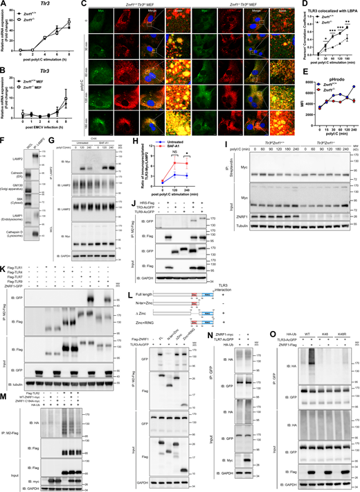 ZNRF1 does not affect TLR3 mRNA expression upon ligand binding and does not mediate K48-linked polyubiquitin chains on TLR3. (A and B) RT-qPCR analysis of the mRNA expression of Tlr3 in BMDMs and MEFs from Znrf1+/+ and Znrf1−/− mice after stimulation with poly(I:C) (30 μg/ml) or EMCV at an MOI of 1 for the times indicated. (C and D)Znrf1+/+Tlr3t/t and Znrf1−/−Tlr3t/t MEFs were not treated or treated with poly(I:C) (100 μg/ml) for the times indicated. (C) Cells were costained with antibodies against Myc (TLR3) and LBPA. Scale bar, 10 μm. (D) Quantitative analysis of colocalization of TLR3 with LBPA. (E)Znrf1+/+ and Znrf1−/− BMDMs were stimulated with poly(I:C) (30 μg/ml) for the times indicated. Cells were incubated with pHrodo green for 15 min followed by flow cytometric analysis. MFI, mean fluorescence intensity. (F) Cell lysates were prepared from BMDMs and immunoprecipitated with LAMP2 antibodies. (G and H) WCL and purified LAMP2+ vesicles were subjected to immunoblotting using the antibodies against proteins of various subcellular compartments (Calnexin: ER, GM130: Golgi apparatus, S6K: cytosol, LAMP1: endolysosomes/lysosomes, and Cathepsin D: lysosomes; G and H) Znrf1+/+Tlr3t/t BMDMs were pretreated with CHX (10 μg/ml) for 1 h and then stimulated with poly(I:C) (30 μg/ml) for 30 min, followed by treatment with Bafilomycin A1 (BAF-A1; 2 μM) for the times indicated. Cell lysates were prepared and immunoprecipitated with LAMP2 antibodies followed by immunoblotting (IB) with the antibodies indicated (G). The intensities of the immunoprecipitated Myc bands are expressed as fold increases compared to those of untreated control cells, after normalization to their immunoprecipitated LAMP2 (H). (I)Znrf1+/+Tlr3t/t and Znrf1−/−Tlr3t/t BMDMs were methionine-starved for 1 h, and then fed with L-Azidohomoalanine for 4 h, followed by poly(I:C) (30 μg/ml) stimulation for the times indicated. Cell lysates were crosslinked with Biotin-alkyne and then immunoprecipitated with anti-Streptavidin antibody, followed by immunoblotting with the antibodies indicated. (J) HEK293T were co-transfected with HRS-Flag, TLR3-AcGFP, or TLR9-AcGFP for 72 h, and cell lysates were immunoprecipitated with anti-M2-Flag antibody. Immunocomplexes and WCL were subjected to immunoblotting with the antibodies indicated. (K) HEK293T were cotransfected with ZNRF1-GFP or Flag-tagged TLR1 or TLR4 or TLR7 or TLR9 for 36 h, and cell lysates were immunoprecipitated with anti-M2-Flag antibody. Immunocomplexes and WCL were subjected to immunoblotting with the antibodies indicated. (L) HEK293T cells were cotransfected with AcGFP-tagged TLR3 and Flag-tagged full-length (FL) or truncated forms of ZNRF1 for 72 h, and the interaction between TLR3 and ZNRF1 was identified by immunoprecipitation followed by immunoblotting with the antibodies indicated. Schematic diagram of full-length ZNRF1 and its various deletion mutants, with a C-terminal Flag tag, is shown in the upper panel. (M) HEK293T cells were cotransfected with Flag-tagged TLR2, HA-tagged ubiquitin, and myc-tagged wild-type ZNRF1 or ZNRF1(C184A) for 36 h. (N) HEK293T cells were cotransfected with TLR7-AcGFP, ZNRF1-myc, and HA-tagged ubiquitin for 36 h. (O) HEK293T cells were cotransfected with TLR3-AcGFP, ZNRF1-Flag, and HA-tagged wild-type or ubiquitin mutants for 36 h. Cell lysates were immunoprecipitated using anti-GFP antibody. The immunocomplexes and WCL were analyzed by immunoblotting using the antibodies indicated. Data are representative of two independent experiments (error bars, mean ± SD). Source data are available for this figure: SourceData FS4. Refer to the image caption for details.