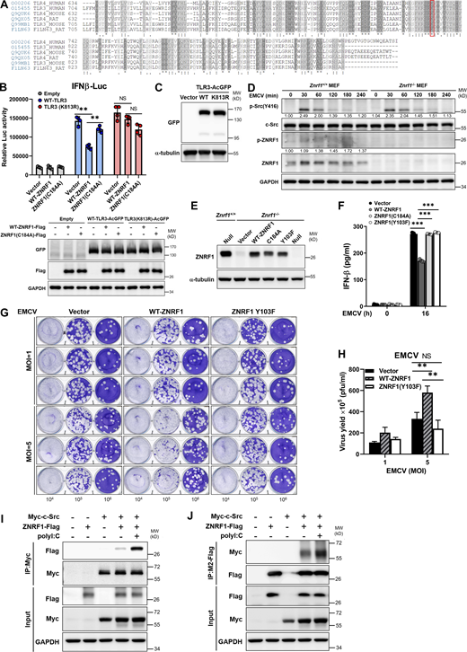 ZNRF1 Y103 phosphorylated by c-Src is required for its regulation of TLR3-driven IFNs production and antiviral immunity. (A) Sequence alignment of the TIR-domain region of three species (human, mouse, and rat) of TLRs (including TLR3 and TLR4) obtained from the UniProt website (https://www.uniprot.org/). An asterisk (*) denotes an identical residue, a colon (:) denotes conserved substitutions, and a period (.) denotes semiconserved substitutions. The conserved lysine residue in TLR3 and TLR4 proteins across different species is highlighted within the red box. (B) Wild-type TLR3 and TLR3(K813R) mutant stably expressing HEK293T cells were cotransfected with IFNβ-Luc reporter and wild-type ZNRF1 or ZNRF1(C184A) mutant. After 24 h, cells were stimulated with poly(I:C) (50 μg/ml) for 8 h, followed by the dual-luciferase reporter assay. The expression of the proteins indicated in cell lysates was confirmed by immunoblotting, as shown in the lower panel. (C) Immunoblot analysis of TLR3-AcGFP protein in lysates from Tlr3−/− iBMDMs reconstituted with vector, AcGFP-tagged wild-type TLR3, or TLR3(K813R). (D) Immunoblotting analysis of the phosphorylation of c-Src and ZNRF1, as well as total c-Src and ZNRF1, in lysates of Znrf1+/+ and Znrf1−/− MEFs infected with EMCV (MOI of 1) for the times indicated. The intensities of the bands are expressed as fold increases compared to those of untreated control cells, after normalization to their unphosphorylated forms. (E)Znrf1−/− RAW264.7 cells were reconstituted with Tet-inducible vector, wild-type ZNRF1 or ZNRF1(C184A) or ZNRF1(Y103F) mutant. The protein expression of ZNRF1 in cell lysates was analyzed by immunoblotting. (F)Znrf1−/− RAW264.7 cells reconstituted with vector, wild-type ZNRF1, and ZNRF1(Y103F) mutant were infected with EMCV at an MOI of 10 for 16 h. The IFN-β levels in the culture media were measured by RT-qPCR. (G and H)Znrf1−/− RAW264.7 cells reconstituted with vector, wild-type ZNRF1, and ZNRF1(Y103F) mutant were infected with EMCV at the MOI indicated for 24 h. (G) Viral titers in the supernatants were determined by plaque assays. (H) Quantification of viral titers in G. (I and J) HEK293T cells were cotransfected with Myc-tagged c-Src and ZNRF1-Flag for 36 h followed by stimulation with poly(I:C) (50 μg/ml). Cell lysates were immunoprecipitated with anti-M2-Flag or Myc antibodies. The immunoprecipitates and WCL were analyzed by immunoblotting with the antibodies indicated. **P < 0.01 and ***P < 0.001 (Student’s t test). Data are representative of two independent experiments (error bars, mean ± SD). Source data are available for this figure: SourceData FS5. Refer to the image caption for details.
