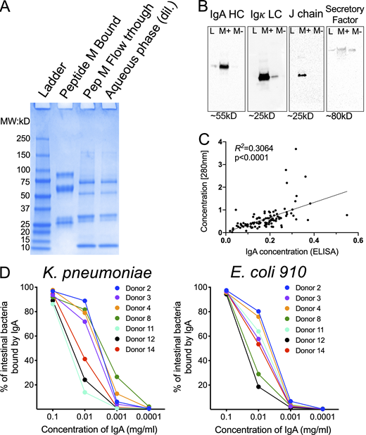 Isolation of IgA from breast milk by Peptide M columns substantially enriches for secretory IgA. (A) The soluble fraction of a breast milk sample was run over a Peptide M column and analyzed on an LDS-PAGE gel. Shown are the Peptide M bound fraction, the flow through, and the aqueous phase prior to separation. MW, molecular weight. (B) LDS-PAGE gels were prepared as in A, transferred to nitrocellulose, and blotted with antibodies to different proteins as described above the blot. L = ladder; M+ = Peptide M bound fraction and M− = flow through of Peptide M column. (C) Concordance of IgA estimations made my 280 nm light absorbance and IgA ELISA. (D) 10-fold dilutions of Peptide M purified IgA fractions run over the flow cytometric array as described in Fig. 1 A. Shown are two example bacteria. A and B are one example of two separate experiments. C is the aggregate of all of the donor samples used in the manuscript. D was performed once. Source data are available for this figure: SourceData FS1.