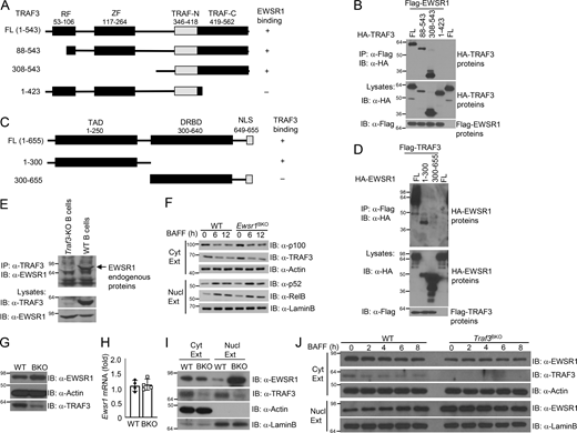 TRAF3 regulates EWSR1 nuclear localization via protein interaction. (A) Schematic diagram of TRAF3 and its truncation mutants, depicting the ring finger (RF), zinc finger (ZF), and TRAF (TRAF-N and TRAF-C) domains and indicating their EWSR1-binding affinity based on the coIP results from B. (B) CoIP analysis of EWSR1 interaction with TRAF3 mutants using whole-cell lysates of HEK293 cells transfected with the indicated expression vectors. Cell lysates were also subjected to direct immunoblotting (IB) to monitor the expression of TRAF3 mutants and EWSR1. (C) Schematic diagram depicting the transcriptional activation domain (TAD), DNA- and RNA-binding domains (DRBD), and nuclear localization signals (NLS) of EWSR1 and its mutants and their ability to bind TRAF3 (based on coIP results of D). (D) CoIP analysis of TRAF3 interaction with EWSR1 mutants using whole-cell lysates of HEK293 cells transfected with the indicated expression vectors (upper). Cell lysates were also subjected to direct immunoblotting to monitor the expression of EWSR1 mutants and TRAF3 (lower). (E) CoIP analysis of endogenous TRAF3/EWSR1 interaction in splenic B cells. TRAF3 deleted B cells were used as a negative control. (F) Immunoblot analysis of the indicated proteins using cytoplasmic or nuclear extracts of WT and Ewsr1BKO splenic B cells stimulated as indicated. (G) Immunoblot analysis of the indicated proteins in whole-cell lysates of freshly isolated splenic B cells from WT and Traf3BKO mice. (H) RT-qPCR analysis of Ewsr1 mRNA in WT and Traf3BKO splenic B cells. (I) Immunoblot analysis of the indicated proteins using cytoplasmic (Cyt Ext) and nuclear (Nucl Ext) extracts of freshly isolated splenic B cells from WT and Traf3BKO mice. (J) Immunoblot analysis of the indicated proteins using cytoplasmic or nuclear extracts of WT and Traf3BKO splenic B cells stimulated as indicated. Data are representative of three independent experiments. The molecular weight measurements are kD. Source data are available for this figure: SourceData F2. Refer to the image caption for details.
