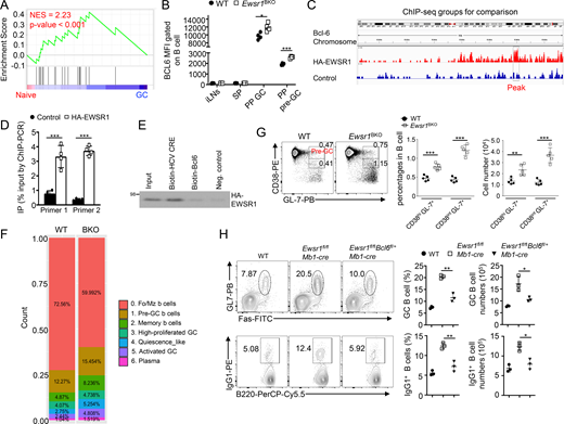 Bcl6 contributes to EWSR1-mediated GC regulation. (A) GSEA analysis of differentially expressed genes between WT and Ewsr1-deficient B cells (listed in Table S2) based on the expression profiles of purified bulk populations from naive B cells versus GC B cells after immunization with the T dependent antigen. NES, normalized enrichment score. (B) Flow cytometric analysis of Bcl6 expression using median fluorescence intensity (MFI) on gated B cells as indicated (n = 4 mice/group, 6–8 wk old). (C) Genomic location annotation and ChIP-seq peaks analysis of HA-EWSR1 and control DNA-binding specificity in A549 cells. (D) ChIP-PCR detecting the binding of EWSR1 to the first intron region of the Bcl6 gene using two different primers in BJAB cells transfected with HA-EWSR1 or control plasmid. (E) Analysis of the binding of HA-EWSR1 with Biotin-labeled Bcl6 by RNA pulldown assay. Biotin-labeled HCV CRE was the positive control. The molecular weight measurements are kD. (F) Frequency plot of each B cell population between WT and Ewsr1BKO mice according to Seurat cluster identification. Fol/MZ, follicular/marginal zone. (G) Flow cytometric analysis of pre-GC B cells (B220+ CD38hiGL-7+) and CD38intGL7+ B cells in PPs of WT or Ewsr1BKO mice (n = 4 mice/group, 6–8 wk old). (H) Flow cytometric analysis of GC B cells and IgG1+ B cells in PPs of WT, Ewsr1fl/flMb1-Cre, and Ewsr1fl/flBcl6fl/+Mb1-Cre mice (n = 3 mice/group, 6–8 wk old). Data are representative of one (A and F) or two (B, D, E, G, and H) independent experiments. Summary graphs are presented as means ± SD, and P values were determined by an unpaired two-tailed Student’s t test. *P < 0.05; **P < 0.01; and ***P < 0.001. Source data are available for this figure: SourceData F6.