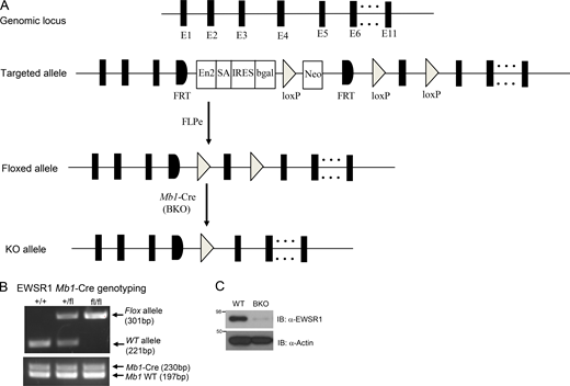 Generation of Ewsr1BKOmice. (A) Schematic of Ewsr1 gene targeting using an FRT-LoxP vector. Targeted mice were crossed with Mb1-Cre to generate BKO mice. (B) Genotyping PCR analysis of Ewsr1+/+ (+/+), Ewsr1+/fl (+/fl), and Ewsr1fl/fl (fl/fl) mice crossed with Mb1-Cre mice, showing WT and flox alleles of Ewsr1 gene as well as Mb1 WT and Mb1-Cre fusion gene locus. (C) Immunoblot (IB) analysis of the EWSR1 proteins deletion in whole-cell lysates of freshly isolated splenic B cells from WT and Ewsr1BKO mice. Data are representative of three independent experiments. The molecular weight measurements are kD. Source data are available for this figure: SourceData FS1. Refer to the image caption for details.