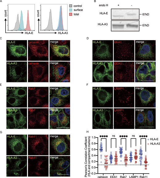 Intracellular distribution of HLA-E. (A) HeLa.E or HeLa.A3 were collected for flow cytometry analysis. Representative graphs of total expression (red) and surface expression (blue) of HLA-E or HLA-A3 are shown. MFI of the unstained sample (gray) was used as the negative control. MFIs shown here are representative of observations made in six independent experiments. (B) Lysates of HeLa.E or HeLa.A3 were treated with Endo H, followed by detection with immunoblotting using an anti-EGFP antibody. Figures shown here are representative of three independent experiments. (C–G) Representative micrographs of HeLa.E or HeLa.A3. After fixation and permeabilization, cells were stained with antibodies against marker proteins for ER (calnexin; C), early endosome (EEA1; D), late endosome (Rab7; E), lysosome (LAMP1; F), and recycling endosome (Rab11; G), followed by detection with Alexa568-conjugated secondary antibody. Scale bars = 20 μm. Micrographs shown here are representative of two independent experiments. (H) Quantification of colocalization of HLA-E or HLA-A3 with different marker proteins from Fig. 1, C–G. The PCC values of each cell and the mean values are shown with 20–40 cells per sample. Statistical analysis was performed using unpaired two-tailed Student’s t test with Welch’s correction. Asterisks show the statistical significance between indicated groups: ns, not significant; ****, P < 0.0001. Source data are available for this figure: SourceData F1.