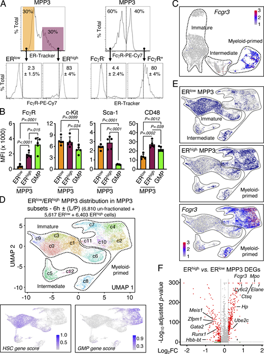 Identification of distinct MPP3 subsets. (A) Characterization of MPP3 subsets with representative FACS plots and quantification of FcγR+ frequency in ERlow/ERhigh MPP3 (left) and ERhigh frequency in FcγR−/FcγR+ MPP3 (right) in three independent experiments. (B) Quantification of surface marker expression in MPP3 subsets and GMPs. Results are shown as mean fluorescence intensity (MFI). Data are means ± SD (three independent experiments), and significance was assessed by a two-tailed unpaired Student’s t test. (C) UMAP of un-stimulated/stimulated MPP3 scRNA-seq dataset showing Fcgr3 expression. (D) UMAP of harmonized unstimulated/stimulated ERlow MPP3, ERhigh MPP3, and total MPP3 scRNA-seq datasets with experimental scheme (left) and gene module scoring for HSC and GMP genes (bottom). Results incorporate isolated ERlow and ERhigh MPP3 cultured for 6 h ± LPS and Pam3CSK4 (L/P) stimulation. (E) Projection of ERlow MPP3 (top), ERhigh MPP3 (middle), and Fcgr3 expression (bottom) on the UMAP of harmonized unstimulated/stimulated ERlow/ERhigh/total MPP3 scRNA-seq datasets. (F) Volcano plot of DEGs between ERhigh MPP3 vs. ERlow MPP3 scRNA-seq datasets showing representative examples. The full list of DEGs is presented in Table S4 A. Refer to the image caption for details.