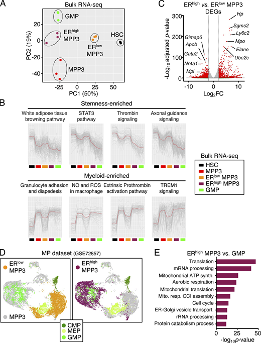 Molecular characterization of MPP3 subsets. (A) Principal component (PC) analysis of HSC, MPP3, ERlow MPP3, ERhigh MPP3, and GMP bulk RNA-seq dataset. (B) K-means clustering analysis of highly variable genes in HSC, MPP3, ERlow MPP3, ERhigh MPP3, and GMP bulk RNA-seq dataset showing representative enriched pathways. (C) Volcano plot of DEGs between ERhigh MPP3 vs. ERlow MPP3 bulk RNA-seq dataset showing representative examples. The full list of DEGs is presented in Table S4 B. (D) UMAP of harmonized scRNA-seq datasets projecting unstimulated/stimulated MPP3 and ERhigh/ERlow MPP3 subsets onto a published myeloid progenitor (MP) dataset (GSE72857); MEP, megakaryocyte/erythrocyte progenitor. (E) GO analyses of ERhigh MPP3 vs. GMP scRNA-seq datasets. The full list of DEGs is presented in Table S4 C. Refer to the image caption for details.
