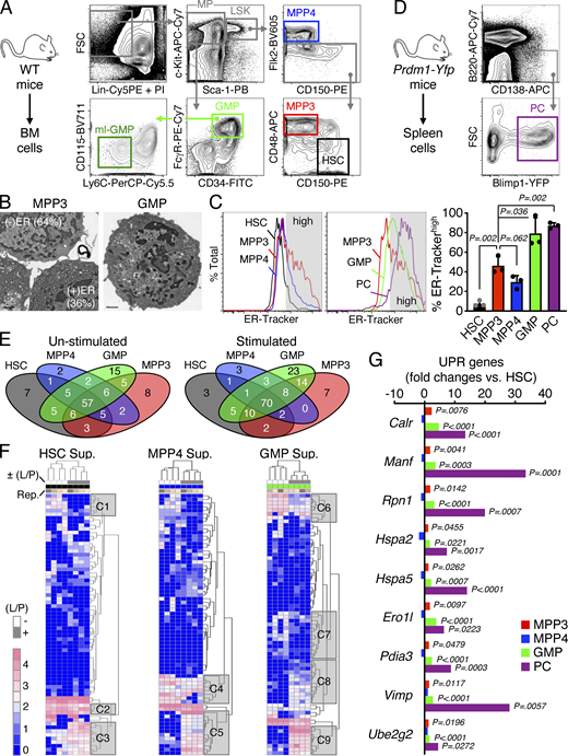 Secretory activity of HSPCs. (A) Gating strategy used for identifying and isolating BM HSCs and MPPs (MPP3 and MPP4) from the Lin−/Sca-1+/c-Kit+ (LSK) HSPC compartment, as well as GMP and ml-GMP subsets from the Lin−/Sca-1−/c-Kit+ myeloid progenitor (MP) compartment in WT donor mice. (B) Representative example of TEM images used to quantify the percentage of MPP3 with high (+) and low (−) ER volume (n = 69 cells total). Representative TEM image of GMP is shown for comparison to illustrate the differences in morphology. (C) ER-Tracker staining of HSPCs, GMPs, and plasma cells (PC) with representative FACS plots and quantification of ER-Trackerhigh fraction (gray shaded area on histograms). Data are means ± SD (three independent experiments), and significance was assessed by a two-tailed unpaired Student’s t test. (D) Gating strategy used for identifying and isolating splenic plasma cells from Prdm1-Yfp mice. (E and F) Secretory activity of HSPCs and GMPs with (E) overlap in secreted cytokines between populations, and (F) heatmap of unsupervised clustering of secreted cytokines after quantile normalization. Supernatants (Sup.) were collected upon culture of 10,000 cells for 24 h in 150 µl base media ± LPS/Pam3CSK4 (L/P) stimulation; Rep., independent repeats. Uniquely secreted cytokines by each population and representative clusters (C1 to C9) of secreted cytokines changed upon stimulation are provided in Table S1. (G) SABiosciences PCR array of UPR genes in HSPCs, GMPs, and plasma cells (n = 3). Results are expressed as log2 mean fold expression relative to HSCs (set to 0). Significance was assessed by a two-tailed unpaired Student’s t test. Refer to the image caption for details.
