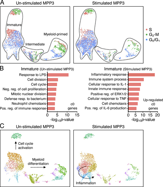 MPP3 heterogeneity. (A) Separated UMAP of unstimulated/stimulated MPP3 scRNA-seq dataset showing cell cycle distribution. The cell count per cluster is presented in Table S3. (B) GO analyses of immature cluster 0 genes in unstimulated/stimulated MPP3 scRNA-seq dataset. Only upregulated genes (>four-fold increase) are shown for stimulated MPP3. The full list of GO analyses of all clusters is presented in Table S3. (C) Separate UMAP of unstimulated/stimulated MPP3 scRNA-seq dataset with predicted Slingshot trajectories. Results are from isolated MPP3 cultured for 6 h ± LPS and Pam3CSK4 (L/P) stimulation. Refer to the image caption for details.