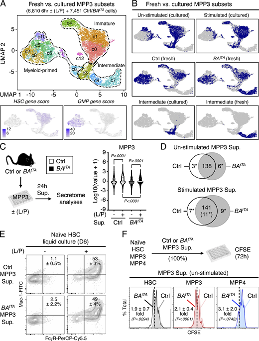 Molecular rewiring and constitutive cytokine secretion of leukemic MPP3. (A and B) Comparison of freshly isolated and cultured MPP3 with (A) UMAP of harmonized unstimulated/stimulated MPP3 and freshly isolated Ctrl/BAtTA MPP3 scRNA-seq datasets with gene module scoring for HSC and GMP genes (bottom) and (B) single projection of each dataset and specific metabolic intermediate clusters. (C and D) Secretome analyses of unstimulated/stimulated Ctrl and BAtTA MPP3 supernatants (Sup.) with (C) experimental scheme and violin plots of secreted cytokine intensity (four independent experiments; bar, median; dotted line, quartiles), and (D) Venn diagrams showing similarly and differentially secreted cytokines (*, significant change). Supernatants were collected upon the culture of 10,000 Ctrl or BAtTA MPP3 for 24 h in 150 µl base media ± LPS/Pam3CSK4 (L/P) stimulation. The full list of differentially secreted cytokines is provided in Table S5. (E) Differentiation of naïve HSCs in Ctrl and BAtTA MPP3 supernatants analyzed after 6 d (D) of liquid culture for myeloid cell markers. Representative FACS plots and quantification of Mac-1+/FcγR+ frequencies are shown (three independent experiments). (F) Effect of unstimulated Ctrl and BAtTA MPP3 supernatants on naïve HSCs, MPP3, and MPP4 proliferation analyzed by CFSE dilution assay after 72 h in culture. Experimental scheme and representative FACS plots are shown. Dotted lines identify CSFElow fast proliferative cells, and results indicate the proproliferative effect of BAtTA MPP3 supernatant shown as fold change compared with Ctrl MPP3 supernatant (four independent experiments for HSC and MPP4, five independent experiments for MPP3). Data are means ± SD, and significance was assessed by a two-tailed unpaired Student’s t test. Refer to the image caption for details.