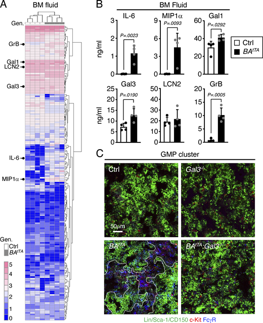 Changes in the BM niche microenvironment. (A and B) Analysis of the cytokines secreted in the BM fluid of Ctrl and BAtTA mice with (A) heatmap of unsupervised clustering of BM fluid cytokine levels after quantile normalization (Gen; genotype), and (B) detailed quantification of IL-6, MIP1α, Gal1, Gal3, LCN2, and GrB levels. BM fluids were obtained by flushing four long bones (femur and tibia) of each mouse with 200 µl media and were analyzed with the Raybiotech 200 mouse cytokine array (four independent experiments). The six cytokines constitutively secreted by BAtTA MPP3 are indicated on the left in A, and the full list of the cytokines differentially expressed in BAtTA vs. Ctrl BM fluids is provided in Table S5. (C) Representative images of GMP immunofluorescence staining in Ctrl, Gal3−/−, BAtTA, BAtTA:Gal3−/− BM. Dotted lines denote GMP clusters; Scale bar, 50 µm. Data are means ± SD, and significance was assessed by a two-tailed unpaired Student’s t test. Refer to the image caption for details.