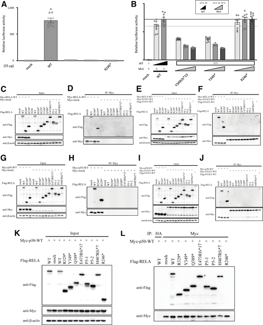 Functional characterization of the RelA mutants in an overexpression system. (A and B) NF-κB reporter assay. 25 ng of WT or mutant RELA was used. The p.Y349Lfs* RELA was considered LOF. (B) The total amount of expression vector containing WT (12.5 or 25 ng) and mutant (12.5, 25, or 37.5 ng) RELA was adjusted to 50 ng by supplementation with EV. The p.Y349Lfs* RELA, as well as the p.Y349* mutant, showed dose-dependent negative effects against WT RELA. (C–J) Optimization of co-immunoprecipitation conditions. (C, E, G, and I) Immunoblot analysis to assess expression levels of Flag-RELA and Myc-tagged protein (RELA, p50, STAT1 or mock) in total protein extracts of HEK293 cell transfectants. (D, F, H, and J) Whole-cell lysates were immunoprecipitated with anti–c-Myc antibody and then immunoblotted with anti-Flag, anti-Myc, or anti–β-actin antibody. WT and mutant Flag-RELA did not bind to Myc-mock (D and H) or Myc-STAT1 (F and J). Under the same conditions, the p.R246* mutant which caused RELA haploinsufficiency impaired binding to WT RELA, whereas WT and the p.R329* mutant presented normal binding to WT RELA (D and F). Similarly, the p.R246* mutant impaired binding to WT p50, whereas WT and the p.R329* mutant presented normal binding to WT p50 (H and J). To confirm the result, two independent experiments were performed. (K and L) Dimerization between RELA and p50. (K) Immunoblot analysis to assess the expression levels of Flag-RELA and Myc-p50 protein in total protein extracts of HEK293 cells transfectants. (L) Extracts immunoprecipitated with anti-HA antibody are shown as experimental negative controls. Whole-cell lysates were co-immunoprecipitated with anti–c-Myc antibody and immunoblotted with anti-Flag, anti-Myc, or anti–β-actin antibody. The p.R246* mutant, which causes RELA haploinsufficiency, exhibited impaired binding to WT p50, whereas other mutants bound to WT p50. Two independent experiments were performed to confirm the result. Source data are available for this figure: SourceData FS2.