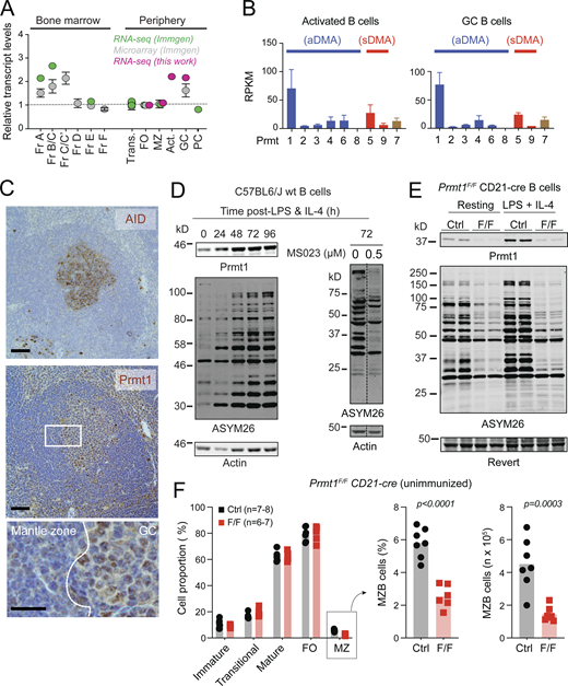 Prmt1 expression in activated and GCBC. (A) Prmt1 transcript levels in three mouse B cell datasets, each normalized to follicular (FO) B cells. Fr, Hardy’s fractions of B cell development; Trans, transitional; MZ, marginal zone; Act., ex vivo-activated mouse splenic B cells (50 μg/ml LPS + 2.5 ng/ml IL-4, 72 h). (B) PRMT transcript levels in activated (as in A) and in GCBC sorted from lymph nodes of immunized mice. Average + SEM RPKM from two biological replicates. (C) Immunohistochemistry for Prmt1, and AID as GC marker, on consecutive spleen sections from immunized mice. Representative of two mice/genotype independently analyzed. Scale bars, 100 µm (top, middle) and 20 µm (bottom). (D) Western blot of PRMT1, aDMA-modified proteins (ASYM26), and actin in extracts of resting and stimulated splenic B cells. MS023 = inhibitor of type I PRMTs. (E) Prmt1 and aDMA-proteins in extracts of resting or activated splenic B cells from two CD21-cre (Ctrl) and two Prmt1F/F CD21-cre (F/F) mice. Revert protein stain as the loading control. (F) Proportion of splenic B cell subpopulations in individual Prmt1F/FCD21-cre (F/F) and CD21-cre (Ctrl) mice (symbols) from three independent experiments, with bars indicating means. MZB cell numbers are presented. P values by unpaired, two-tailed Student’s t test are indicated in the figure. Source data are available for this figure: SourceData F1. Refer to the image caption for details.