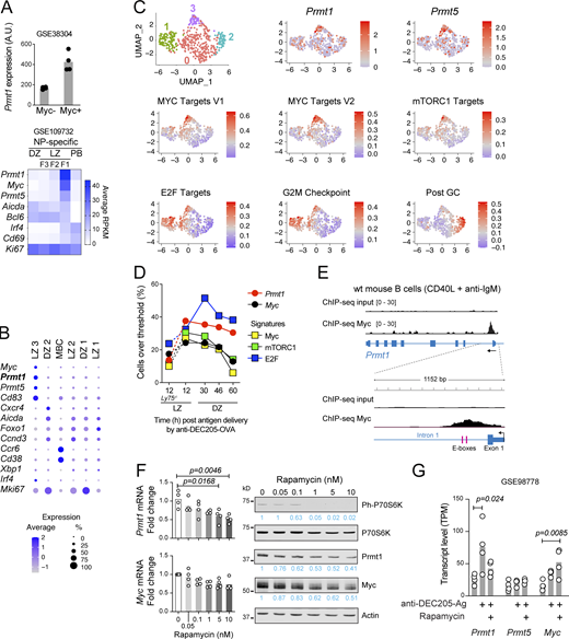 PRMT1 is upregulated in positively selected GCBC. (A) Top: Prmt1 transcript levels in GCBC subsets sorted based on the expression of a Myc reporter (symbols are replicates; Dominguez-Sola et al., 2012). Bottom: Antigen-specific (NP-binding) B cells from DZ, three LZ fractions (F1-3), and plasmablasts (PB). Average of three replicates per fraction (Ise et al., 2018). (B) Relative expression of selected genes in B cell clusters obtained from scRNA-seq of splenic GCBC sorted from mice acutely infected with LCMV (GSE148805; Laidlaw et al., 2020). (C) Unsupervised clustering of the cells from B that expressed Myc (n = 466) visualized by UMAP (top left), and relative expression of genes and ssGSEA enrichment for selected signatures in the same cells. (D) Proportion of GCBC with above-threshold expression of the indicated genes or enrichment in selected signatures, at various timepoints after targeted antigen delivery (scRNA-seq, GSE162182; Pae et al., 2021). Ly75−/− cells did not receive antigen. The assigned location of the cells (LZ or DZ) is as per the original report. (E) ChIP-seq tracks (GSE80669) of input and Myc signal at Prmt1 in C57BL6 mouse splenic B cells stimulated with anti-IgM (48 h) and then CD40L on feeder cells (24 h). The position of two predicted Myc-binding sites (E-boxes) is shown. (F) Transcript levels by RT-qPCR (normalized to Actin) in purified mouse splenic B cells activated with LPS + IL-4 for 48 h before adding rapamycin for 24 h. Values for individual mice (symbols) and means (bars) from two experiments. A representative Western blot of the indicated proteins in whole cell extracts confirms mTORC1 inhibition by reduced phosphorylation of its target P70S6k. (G) Gene expression from bulk RNA-seq of DEC205+ GCBC sorted before or after delivery of antigen (anti-DEC205-Ag), alone or in combination with rapamycin treatment (Ersching et al., 2017). Values for replicates (dots) and means (bars). (F and G) Significant (α = 0.05) P values by one-way ANOVA with post-test are indicated in the figure. Source data are available for this figure: SourceData F4. Refer to the image caption for details.