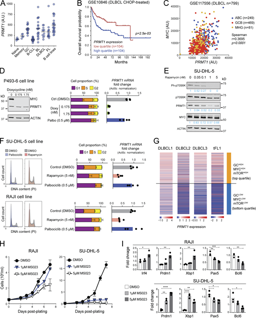 PRMT1 prevents BCL differentiation. (A) PRMT1 expression (microarray dataset GSE2350) in human B cell subsets, samples of B cell chronic lymphocytic leukemia (B-CLL), BL, DLBCL, follicular lymphoma (FL), and a collection of BCL cell lines. (B) Kaplan–Meier survival plot of DLBCL patients, stratified by PRMT1 expression. (C) Correlation between MYC and PRMT1 expression in DLBCL samples indicating subtype (ABC, activated B cell like; GCB, GCBC like; MHG, molecular high grade). (D) Western blot for MYC and PRMT1 in the human B lymphoblastoid line P493-6 treated with vehicle or doxycycline for 24 h to repress MYC expression. Bar plots show mean + SD of cell cycle stages distribution and PRMT1 transcript levels in each condition for four biological replicates from two experiments in cells treated with doxycycline or the CDK4/6 inhibitor palbociclib. (E) Western blot probing the mTORC1 target P70S6k and indicated proteins in whole SU-DHL-5 cell extracts treated with rapamycin for 24 h. (F) Cell cycle distribution of SU-DHL-5 and RAJI cells treated with palbociclib, or mTORC inhibitor rapamycin. Bar plots show mean + SD of cell cycle stages distribution and PRMT1 transcript levels in each condition for four biological replicates from two experiments. (G) Heatmap of PRMT1 expression in single cells from human DLBCL and tFL, comparing the top and bottom quartiles of each sample ranked according to the enrichment in a combined (GC + MYC targets + mTORC1 targets) gene expression signature. (H) Cell proliferation of RAJI and SU-DHL-5 cells in the presence of type I PRMT inhibitor MS023. (I) Relative expression of the indicated genes measured by RT-qPCR in RAJI and SU-DHL-5 cells treated for 7 d with 1 or 5 µM MS023. Significant differences by one-way ANOVA with Tukey’s post-test (*, P < 0.05; **, P < 0.01; ***, P < 0.001; ****, P < 0.0001). Source data are available for this figure: SourceData F8. Refer to the image caption for details.