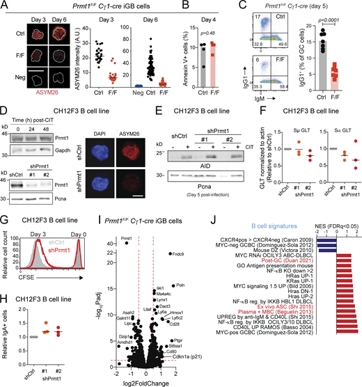 Prmt1 depletion in iGBs and CH12F3 B cells. Related to Fig. 5. (A) Overall aDMA levels estimated by IF with ASYM26 antibody in iGBs derived from Cγ1-cre (Ctrl) or Prmt1F/F Cγ1-cre (F/F) mouse splenic B cells on days 3 and 6 after plating. Nuclei (dotted lines) were traced based on DAPI staining. Total signal was quantified and plotted for individual cells (symbols) with means (lines). Scale bar, 10 µm. (B) Mean ± SD proportion of Annexin-V+ Cγ1-cre (Ctrl) and Prmt1F/F Cγ1-cre (F/F) cells in iGBs cultures at day 4. Individual mice (symbols) and means (lines) from two experiments are shown. (C) Representative flow cytometry and frequency of IgG1+ GCBC (B220+ IgD− GL7+ CD95+) in Prmt1F/F Cγ1-cre (FF) and Cγ1-cre (Ctrl) mice, 5 d after immunization, from three experiments. (D) Counterclockwise: Prmt1 and Gapdh (loading control) probed by Western blot in CH12F3 B cells over times post-CIT (1 μg/ml anti-CD40, 10 ng/ml IL-4, 1 ng/ml TGFβ). Western blot of Prmt1 and Pcna (loading control) in CH12F3 cells expressing control shRNA or two different shRNAs (#1 and #2) targeting Prmt1. Representative IF with ASYM26 showing efficient depleting of aDMA in CH12F3 cells expressing shRNA control or against Prmt1. Scale bar, 10 µm. (E) AID and Pcna (loading control) by Western blot in CH12F3 in cells treated as in D. (F) Sµ and Sα germline transcripts (GLT) measured by RT-qPCR in CIT-stimulated CH12F3 cells expressing shRNAs as in D), from three experiments. (G) CFSE histogram of CH12F3 B cells expressing shRNAs just after staining (day 0) and 3 d after CIT stimulation. Representative of two experiments. (H) Proportion of IgA+ in CH12F3 cells expressing shRNAs as in D at day 3 after CIT from three independent experiments (dots) normalized to shCtrl cells. Lines indicate means. (I) Volcano plot of transcriptional changes in Prmt1F/F Cγ1-cre versus Cγ1-cre iGBs at day 3.5, by RNA-seq (three biological replicates per genotype). Dashed lines indicate thresholds (>1.4-fold change in either sense, P-adj < 0.05). (J) Transcriptional signatures significantly down (blue bars) or up (red bars) in Prmt1-null iGBs, ranked by normalized enrichment score (NES) calculated by GSEA for an ad hoc signature collection (see Table S1). (B and C) P values by unpaired, two tailed Student’s t test are indicated in the figure. Source data are available for this figure: SourceData FS3. Refer to the image caption for details.