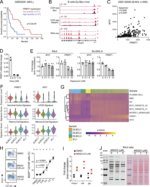 PRMT1 expression in BCL. Related to Fig. 8. (A) Kaplan–Meier survival plot of mantle cell lymphoma patients stratified by PRMT1 expression. (B) ChIP-seq tracks (GSE51011 dataset) showing Myc and RNAPII occupancy at Prmt1 in B220+ splenic B cells from WT (C) or Eµ-Myc mice in pretumor (P) or tumor (T) stage; and RNA-seq tracks of Prmt1 expression in the same cells. (C#; this Myc ChIP-seq sample was done separately from the others and showed batch effects that compromise quantitative comparison to the P and T samples but confirms Myc occupation of Prmt1 in normal B cells.) (C) Correlation between MYC and PRMT1 expression for the indicated dataset of DLBCL samples (subtypes not discriminated). (D)PRMT1 transcript levels by RT-qPCR in P493-6 cells after repressing MYC expression by doxycycline treatment. (E)MYC and PRMT1 transcript levels by RT-qPCR in the RAJI and SU-DHL-5 cell lines treated with rapamycin. (F) Violin plot of overall PRMT1 and MYC expression, as well as module scores for the indicated signatures in the four BCL from human patients analyzed in Fig. 8 G. (G) Heatmap of PRMT1 and MYC expression, together with ssGSEA scores for selected signatures in individual cells from the samples in F after integration. Values were z-score normalized and clustered using Euclidian distances. Columns were sorted according to PRMT1 expression. (H) Representative flow cytometry and mean ± SEM PC proportion in cultures of naive B cells (from n mice) stimulated with LPS (5 µg/ml) + IL-4 (5 ng/ml) and treated with different doses of MS023 for 4 d, from two to four experiments. (I) Expression of the indicated genes determined by RT-qPCR in cells from two experiments from H). (J) Western blot of aDMA-modified proteins (ASYM26) in whole RAJI cells lysates treated as indicated for 7 d. Source data are available for this figure: SourceData FS5. Refer to the image caption for details.
