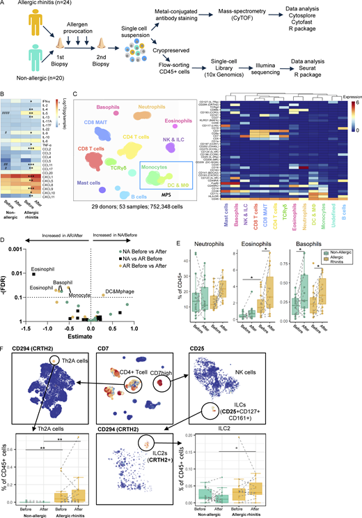 Study setup, proteomic data clustering, and lineage identification. (A) Schematic of study design and protocol for single-cell transcriptomic and proteomic data collection and analysis of nasal biopsy cells from allergic and non-allergic individuals. (B) Heatmap of nasal fluid cytokine contents. (C) Hierarchical stochastic neighbor embedding plot of cell lineages identified in proteomic data and heatmap of markers used. MPS cells, based on HLA-DR and CD11c or CD123, are indicated in the blue box within the Hierarchical Stochastic Neighbor Embedding plot. (D) Volcano plot of statistical test results on the frequency of clusters identified in C. (E) Boxplots of cluster frequencies for clusters showing significant differences. (F) Subclustering data from C to identification and quantification of allergy-associated Th2A (CD3+ CD8− CD45RO− CD27− CD161+ CRTH2+) and ILC2 (CD7+(CD3−) CD25+ CD127+ CD161+ CRTH2+). */#P < 0.05, **/##P < 0.01, ***P < 0.001, and ####P < 0.0001 between before/after (*) and between non-allergic vs. AR patients (#), as determined by Wilcoxon matched-pairs signed rank tests, or Mann-Whitney test where applicable (B and F) or by generalized linear mixed model (GLMM) with FDR correction (D and E). (B) 15 samples obtained from 12 non-allergic controls and 36 samples from 21 AR patients. (D–F) Data obtained from 14 non-allergic controls and 14 AR patients analyzed freshly (also see Table S10).