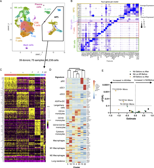 Nasal biopsy scRNA-Seq results. (A and B) (A) Annotated UMAP of scRNA-Seq data with (B) top two genes per cluster. (C) Heatmap of DEGs between the different MPS clusters. (D) Heatmap of average expression for each MPS cluster (identity listed below) of signature genes (listed on the right) of known cell types (left). (E) Volcano plot of cluster frequencies between different study groups as determined by GLMM with FDR correction on samples obtained from 18 non-allergic controls and 21 AR patients analyzed in five runs (also see Fig. S5 A; and Tables S7, S8, and S9).