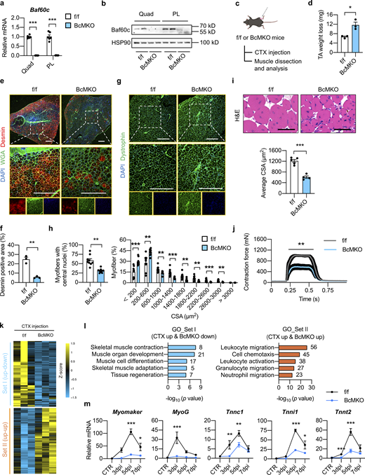 Myofiber-specific inactivation of Baf60c impairs muscle regeneration. (a) qPCR analysis of Baf60c gene expression in quadriceps (Quad) or plantaris (PL) muscles from Baf60cflox/flox (f/f) and Baf60cflox/flox MLC-Cre (BcMKO) mice (n = 6 mice per group). ***P < 0.001; two-tailed unpaired Student’s t test. (b) Representative immunoblots of total Quad or PL muscle protein lysates from f/f and BcMKO mice. (c) Schematic outline of cardiotoxin (CTX)-induced muscle injury and regeneration model in f/f and BcMKO mice. CTX was i.m. injected into the TA muscle on one leg, and PBS was injected into the TA muscle on the contralateral leg as control. (d) TA weight loss (calculated by subtraction of tissue weight in CTX-injected TA muscle on one leg from PBS-injected TA muscle on the contralateral leg in the same mouse) in f/f and BcMKO mice at 7 dpi (n = 3 mice per group). *P < 0.05; two-tailed unpaired Student’s t test. (e) Representative immunofluorescence images of Desmin (red), WGA (green), and DAPI (blue) of TA muscle cross-sections from f/f and BcMKO mice at 7 dpi. WGA, wheat germ agglutinin. Scale bar: 400 μm. (f) Quantification of the percentage of Desmin positive area in TA muscle cross-sections from f/f and BcMKO mice described in e (n = 3 mice per group). **P < 0.01; two-tailed unpaired Student’s t test. (g) Representative immunofluorescence images of Dystrophin (green) and DAPI (blue) of TA muscle cross-sections from f/f and BcMKO mice at 14 dpi. Scale bar: 400 μm. (h) The percentages of myofibers with central nuclei (left) and the percentage distribution of myofiber CSA (right) as described in g (n = 9 mice per group). **P < 0.01, ***P < 0.001, two-tailed unpaired Student’s t test. (i) Representative H&E staining (upper) and average CSA (lower) of TA muscles from f/f and BcMKO mice at 14 dpi (n = 4–5 mice per group; atleast four sections/mouse). Scale bar: 100 μm. ***P < 0.001; two-tailed unpaired Student’s t test. (j) Measurement of tetanic contraction force in TA muscles from f/f and BcMKO mice at 14 dpi (n = 5–7 mice per group). **P < 0.01; area under curve (AUC) for each mouse from f/f and BcMKO group was analyzed with two-tailed unpaired Student’s t test. (k) Heatmap representation of the scaled, normalized FPKM (as Z-score) of significantly changed 992 genes as described in Fig. S2 f (n = 3 mice per group). (l) GO analysis of genes in Set I (CTX up-down) and Set Ⅱ (CTX up-up) described in k. Most significant and nonredundant biological processes with respective gene numbers and −log10 (P value) are shown. (m) qPCR analysis of the dynamic expression patterns of indicated myogenic-related genes in TA muscle from f/f and BcMKO mice at different days post-injury (n = 3–4 mice at each time point from each group). *P < 0.05, **P < 0.01, ***P < 0.001, two-way ANOVA with multiple comparisons. All experimental data were verified in at least two independent experiments. Source data are available for this figure: SourceData F1. Refer to the image caption for details.