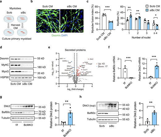 Baf60c inactivation in myocytes may regulate muscle stem cell regeneration by increasing the expression and secretion of Dkk3. (a) Schematic outline of conditioned medium (CM) harvested from C2C12 myotubes stably transduced with retroviral vectors expressing scramble shRNA (Scrb) or shRNA targeting Baf60c (siBc) to treat primary myoblasts derived from freshly isolated single myofibers. (b) Representative immunofluorescence images of Desmin (green) and DAPI (blue) of primary myoblasts treated with CM harvested from Scrb or siBc C2C12 myotubes. Scale bar: 50 μm. (c) Quantification of myotube fusion index and differentiation as described in b. Myotube fusion index was calculated by dividing the number of myocytes with multi-nuclei (two or more nuclei) by the total number of myocytes in each image. Dots represent independent biological replicates (n = 5 per group). Data are representative of three independent experiments. *P < 0.05, **P < 0.01, ***P < 0.001; two-tailed unpaired Student’s t test. (d) Immunoblots of total protein lysates from fully differentiated primary myotubes as treated in b. (e) Volcano plot showing the expression differences of genes encoding secreted proteins in the Quad muscle microarray data between f/f and BcMKO mice (n = 3 mice per group). Upregulated (log2FC > −0.3, P < 0.05) or downregulated (log2FC < −0.3, P < 0.05) genes were marked in red and blue, respectively. Top 10 upregulated and top 10 downregulated genes encoding secreted proteins were labeled. (f) qPCR analysis of Baf60c and Dkk3 gene expression in the Quad muscle of f/f and BcMKO mice (n = 3–5 mice per group). ***P < 0.001; two-tailed unpaired Student’s t test. (g) Immunoblots (left) and quantification of relative Dkk3 protein level (right) of total Quad muscle protein lysates from f/f and BcMKO mice (n = 4 mice per group). **P < 0.01; two-tailed unpaired Student’s t test. (h) Immunoblots (left) and quantification of relative Dkk3 protein level in the supernatant (right) and Baf60c protein level in the total cell protein lysates from Scrb and siBc C2C12 myotubes (n = 3 biological replicates). Sup, supernatant. **P < 0.01; two-tailed unpaired Student’s t test. Values represent mean ± SEM. All experimental data were verified in at least three independent experiments. Source data are available for this figure: SourceData F2.