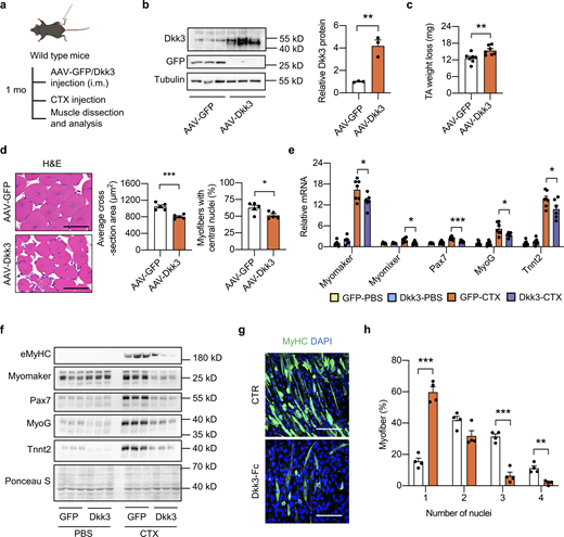 Dkk3 impairs muscle regeneration in mice and in cultured myocytes. (a) Schematic representation of mouse model using used AAV system to achieve GFP or Dkk3 overexpression in TA muscles in WT mice and the following experimental setup. (b) Immunoblots (left) and quantification of relative Dkk3 protein level (right) of total protein lysates of AAV-GFP or AAV-Dkk3 injected TA muscles in WT mice (n = 3 mice per group). **P < 0.01; two-tailed unpaired Student’s t test. (c) Muscle weight loss in AAV-GFP or AAV-Dkk3 injected TA muscles in WT mice at 5 dpi (n = 7 mice per group). **P < 0.01; two-tailed unpaired Student’s t test. (d) Representative H&E staining (left), average CSA (middle), and percentages of myofibers with central nuclei (right) of AAV-GFP or AAV-Dkk3 injected TA muscles at 14 dpi (n = 5 mice per group; at least four sections/mouse). Scale bar: 50 μm. *P < 0.05, ***P < 0.001; two-tailed unpaired Student’s t test. (e) qPCR analysis of muscle differentiation-related genes in TA muscles from AAV-GFP or AAV-Dkk3 injected WT mice at 5 dpi (n = 6–7 mice per group). *P < 0.05, ***P < 0.001; one-way ANOVA with multiple comparisons. (f) Immunoblots of total protein lysates from AAV-GFP or AAV-Dkk3 injected TA muscles in WT mice at 5 dpi. (g and h) Representative immunofluorescence images on MyHC (green) and DAPI (blue) of Dkk3-Fc protein treated C2C12 myotubes (g), and quantification of myotube differentiation (h). C2C12 myoblasts were seeded into 12-well plates at around 90–100% confluency. The culture medium was then switched to a differentiation medium (DMEM plus 2% FBS) in the presence of vehicle (CTR) or purified Dkk3-Fc protein. The differentiation medium was replaced every 2 d for a total of 6 d, followed by immunofluorescence staining. Dots represent independent biological replicates. Data are representative of three independent experiments. MyHC, myosin heavy chain. Scale bar: 100 μm. **P < 0.01, ***P < 0.001; two-tailed unpaired Student’s t test. All values represent mean ± SEM. All experimental data were verified in at least two independent experiments. Source data are available for this figure: SourceData F3. Refer to the image caption for details.