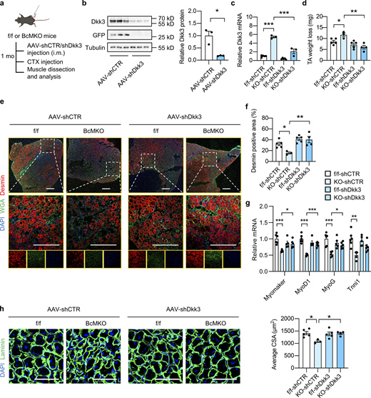 Dkk3 knockdown rescues the regeneration defect in muscles from BcMKO mice. (a) Schematic representation of mouse model using AAV system to achieve local muscle Dkk3 knockdown in f/f and BcMKO mice and the following experimental setup. (b) Immunoblots (left) and quantification of relative Dkk3 protein levels (right) of total protein lysates from AAV-shCTR or AAV-shDkk3 injected TA muscles in BcMKO mice (n = 3 mice per group). AAV-shCTR, AAV-control shRNA; AAV-shDkk3, AAV-Dkk3 shRNA. *P < 0.05; two-tailed unpaired Student’s t test. (c) qPCR analysis of Dkk3 gene expression in the AAV-shCTR or AAV-shDkk3 injected TA muscles of f/f and BcMKO mice (n = 3–5 mice per group). ***P < 0.001; one-way ANOVA with multiple comparisons. (d) TA weight loss in indicated groups at 7 dpi (n = 3–5 mice per group). *P < 0.05, **P < 0.01; one-way ANOVA with multiple comparisons. (e) Representative immunofluorescence images on Desmin (red), WGA (green), and DAPI (blue) of TA muscle cross-sections from AAV-shCTR or AAV-shDkk3 injected f/f and BcMKO mice at 7 dpi. Scale bar: 400 μm. (f) Quantification of the percentage of Desmin positive area percentage of TA muscle cross-sections from AAV-shCTR or AAV-shDkk3 injected f/f and BcMKO mice as described in e (n = 3–5 mice per group). *P < 0.05, **P < 0.01; one-way ANOVA with multiple comparisons. (g) qPCR analysis of muscle differentiation-related genes in indicated groups at 3 dpi (n = 5–6 mice per group). *P < 0.05, **P < 0.01, ***P < 0.001; one-way ANOVA with multiple comparisons. (h) Representative immunofluorescence images (left) of laminin (green) and DAPI (blue) and average CSA (right) of TA muscle cross-sections from indicated groups (n = 3–5 mice per group; at least three sections/mouse). Scale bar: 100 μm. One-way ANOVA with multiple comparisons. All values represent mean ± SEM. All experimental data were verified in at least two independent experiments. Source data are available for this figure: SourceData F4. Refer to the image caption for details.